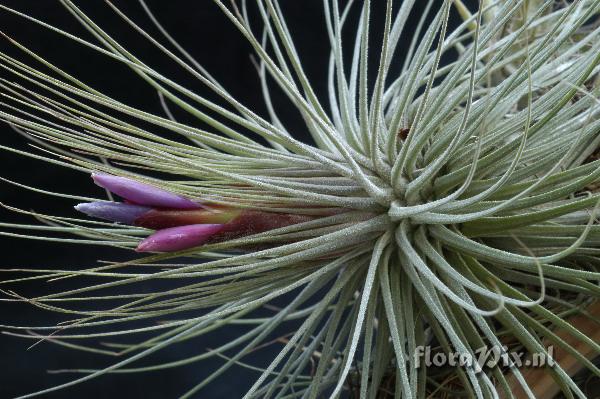 Tillandsia magnusiana