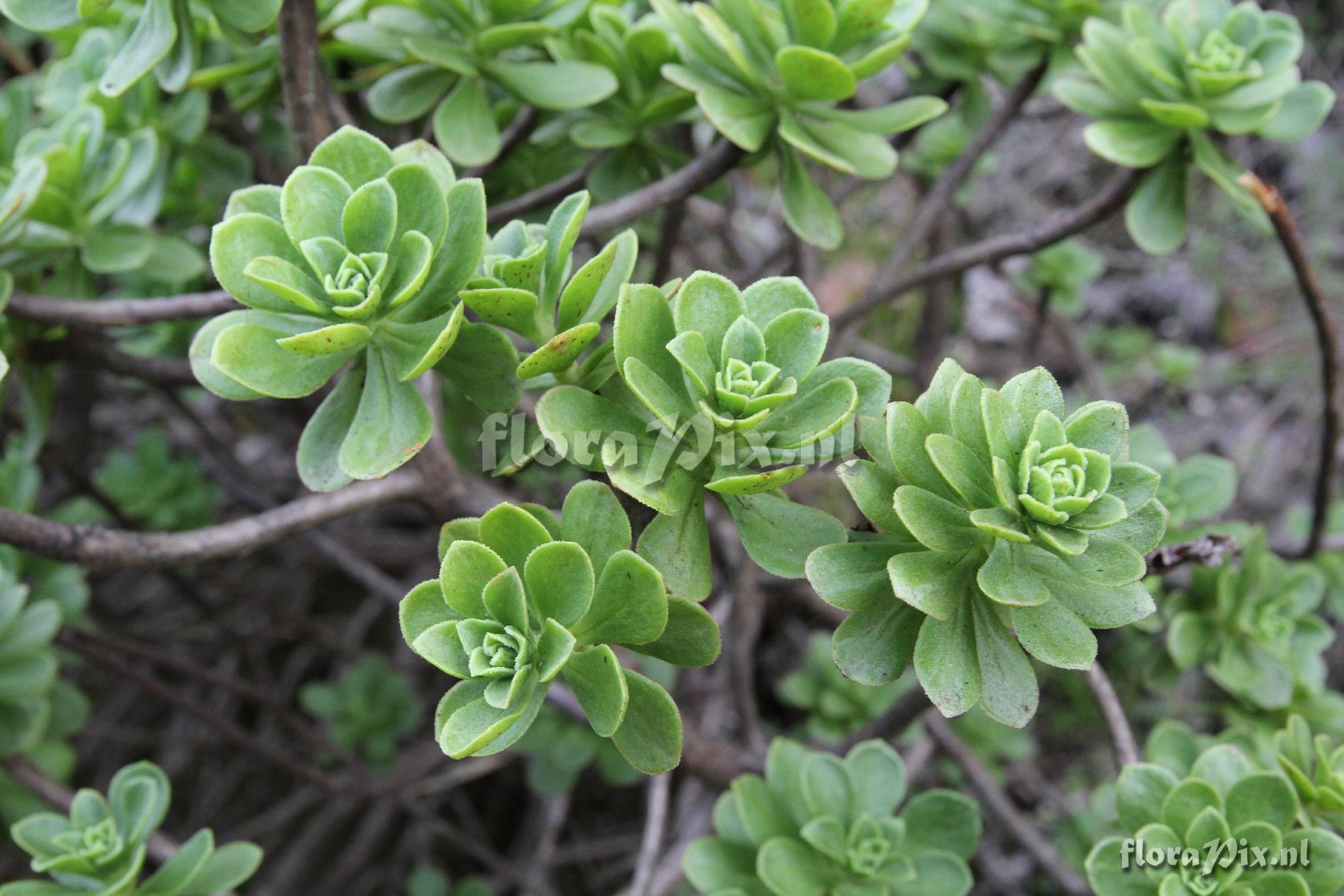 Aeonium spathulatum var. spathulatum