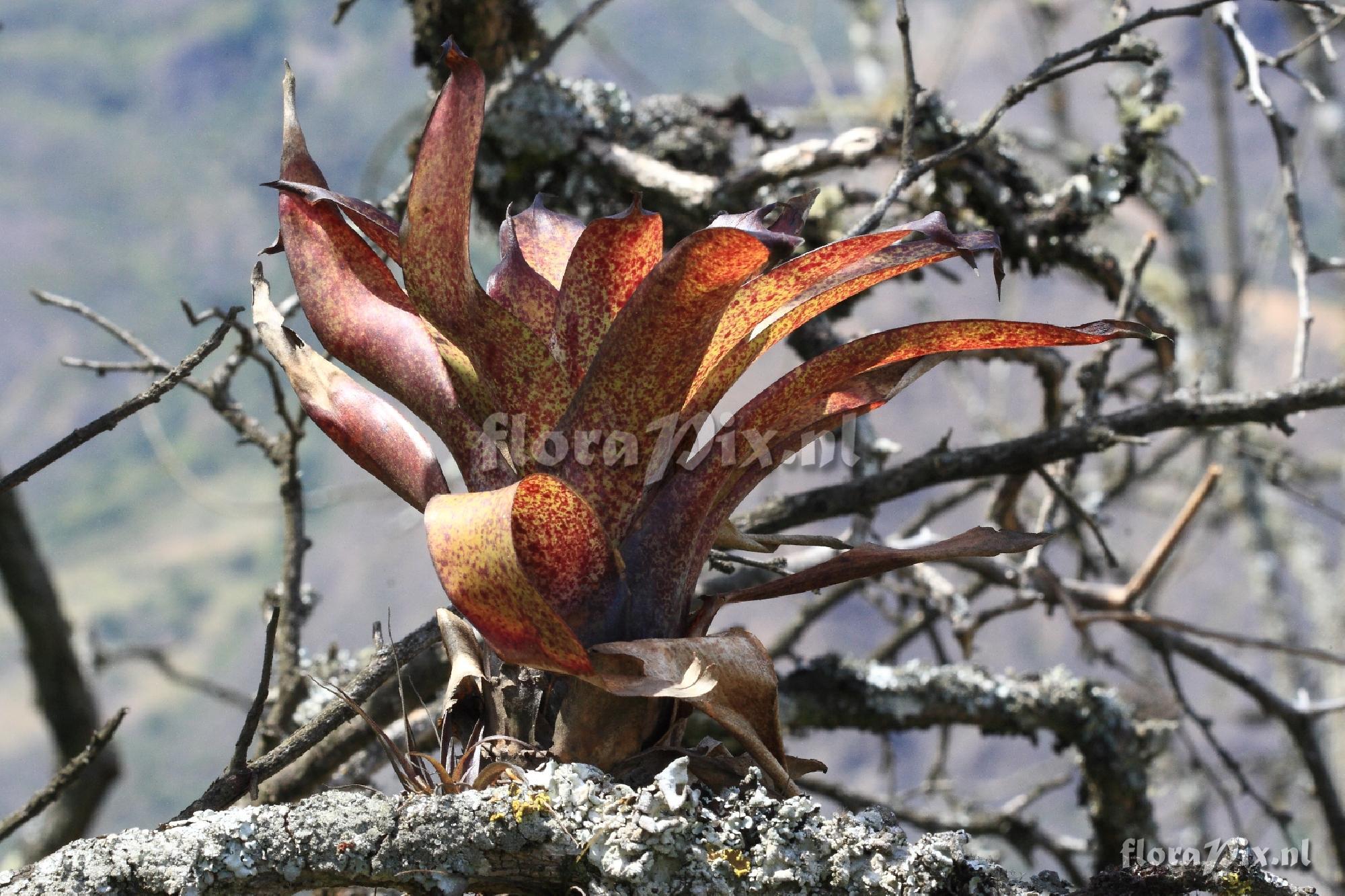 Tillandsia spec.