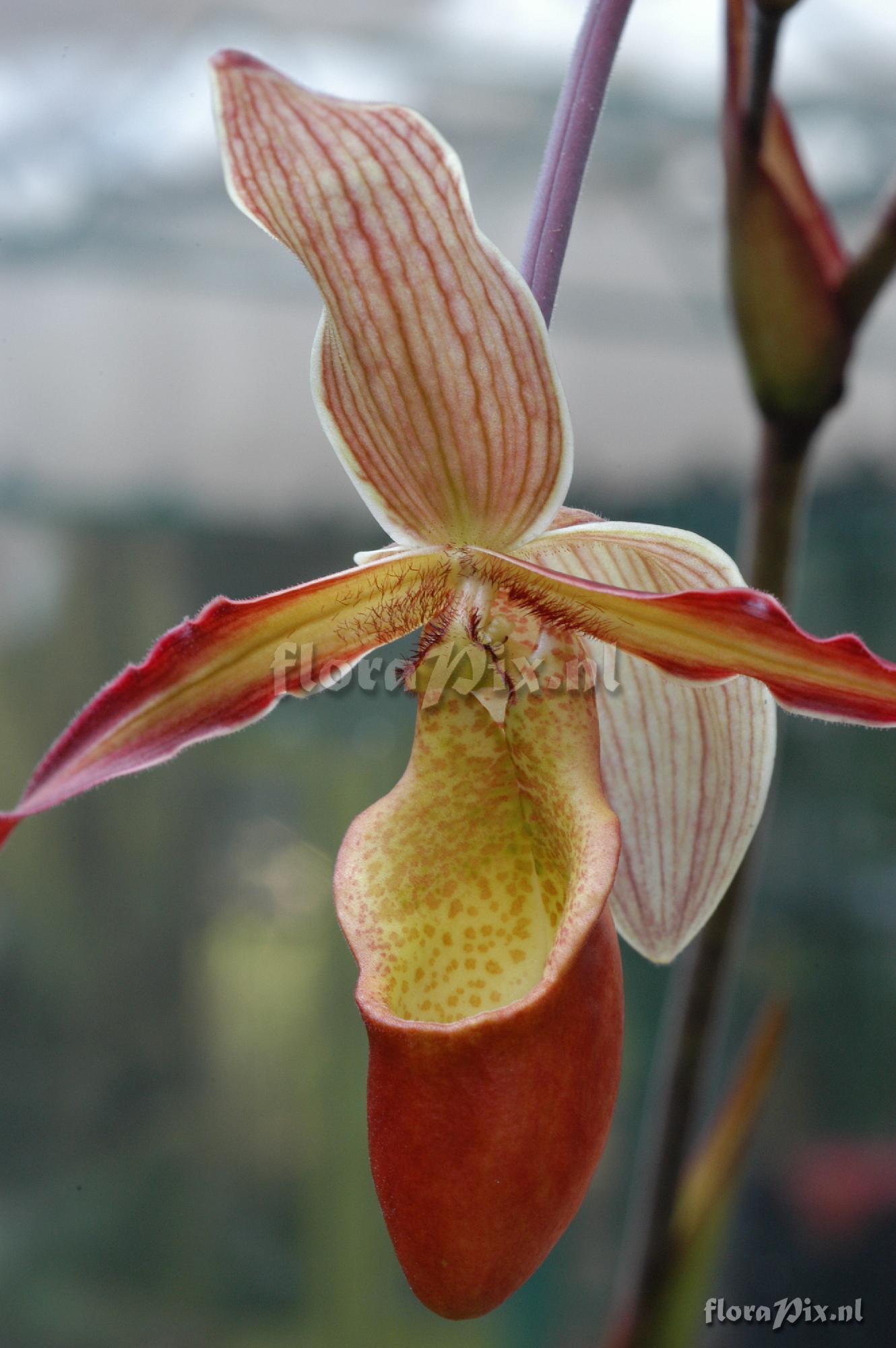 Phragmipedium x 