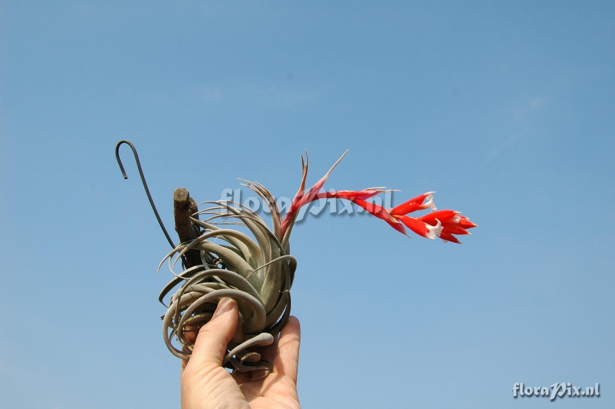 Tillandsia meridionalis