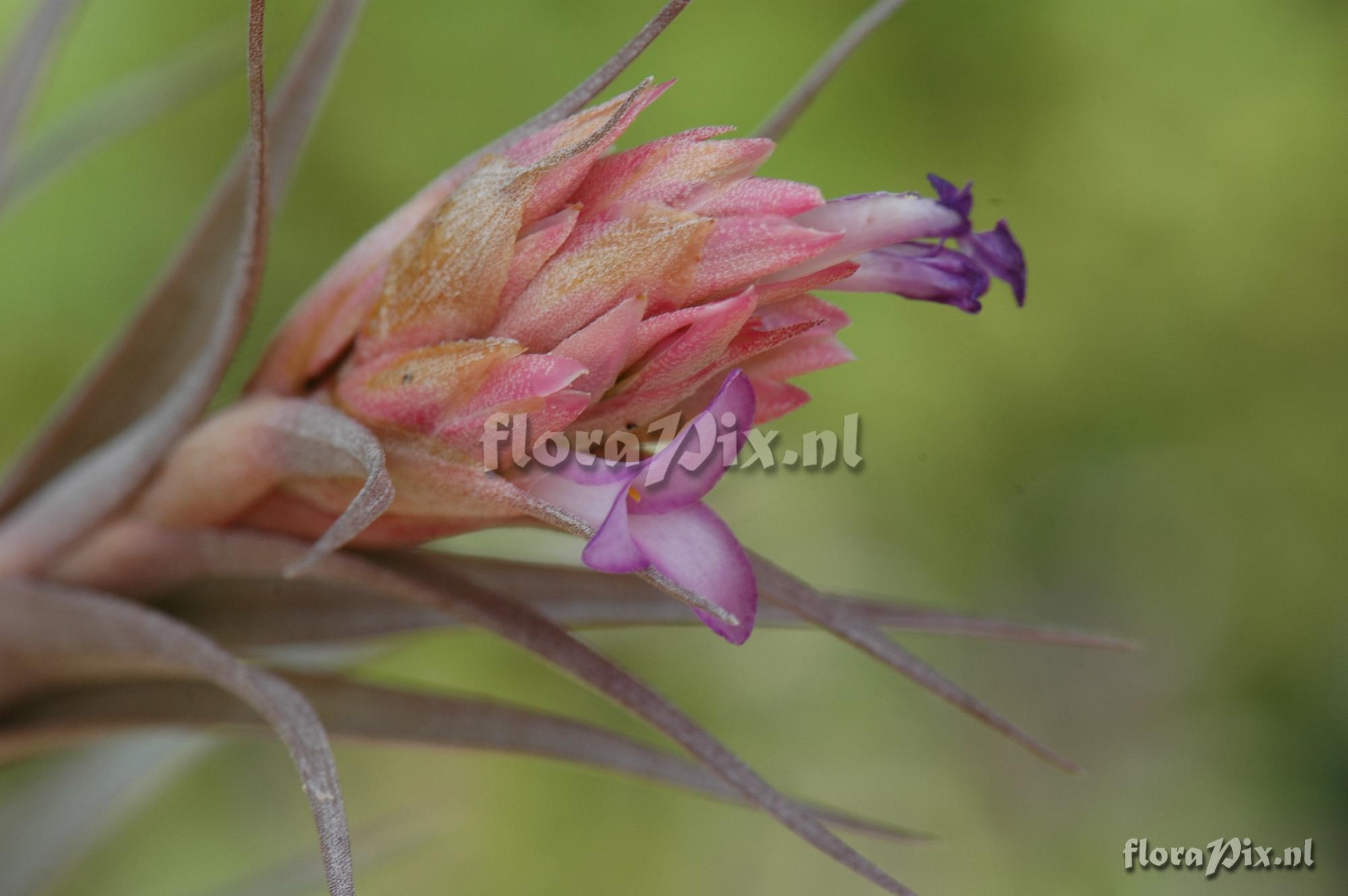 Tillandsia nana