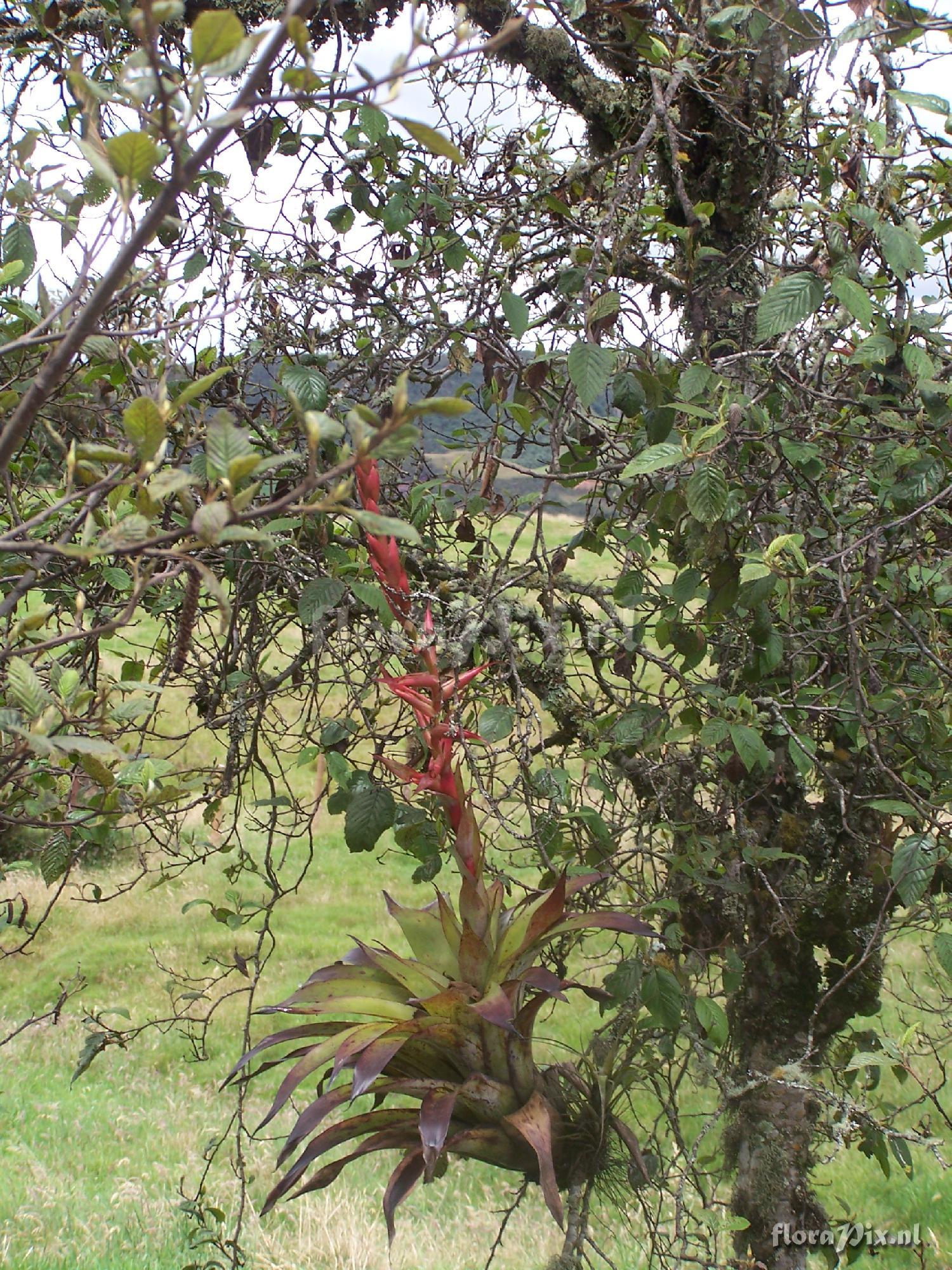 Tillandsia sp.