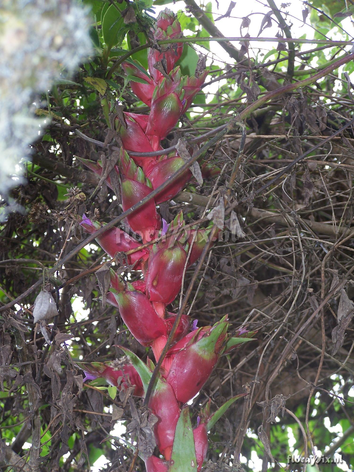 Tillandsia sp.