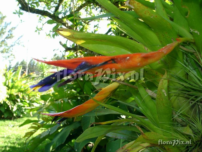 Tillandsia multicaulis