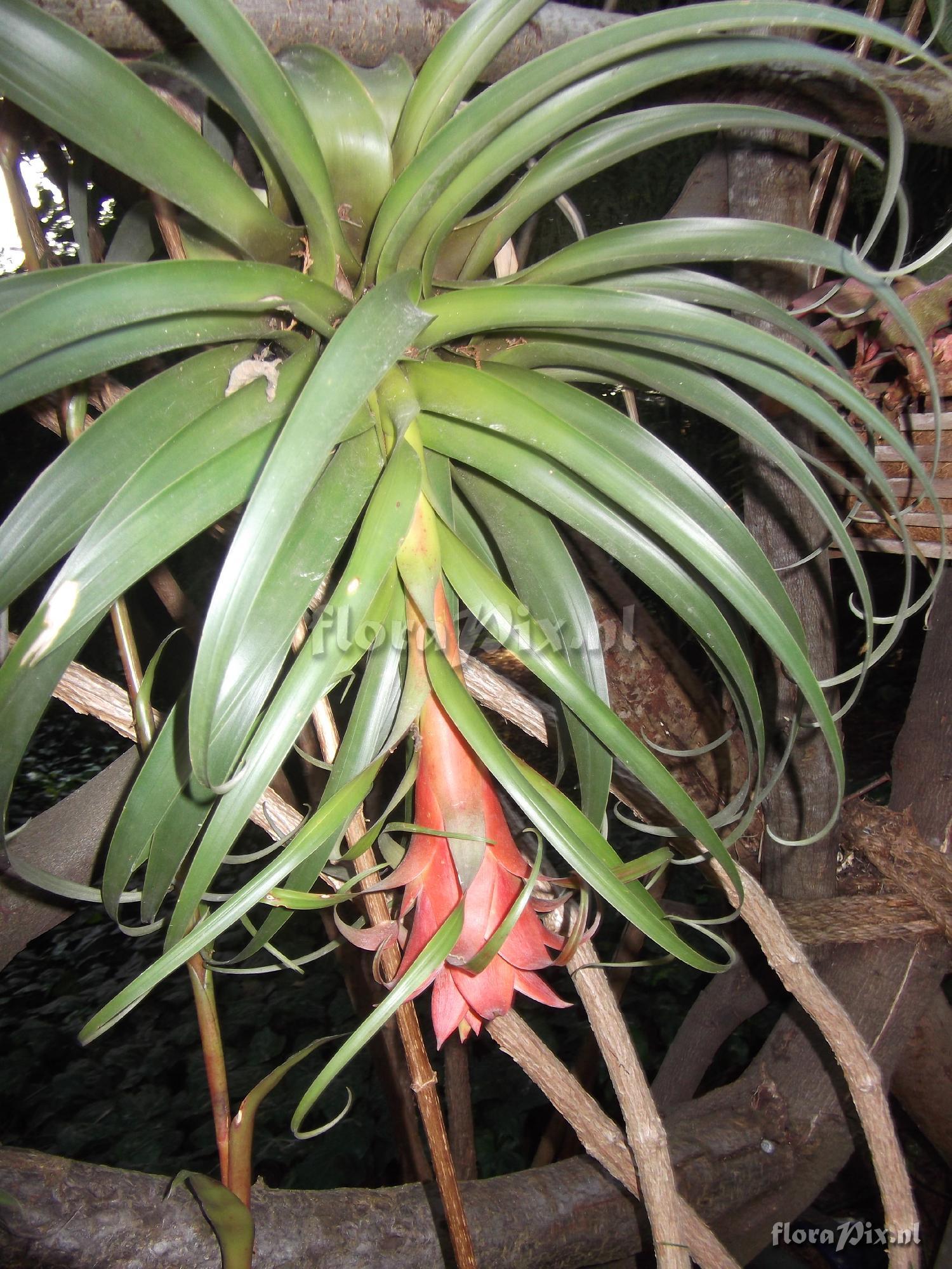 Tillandsia violacea