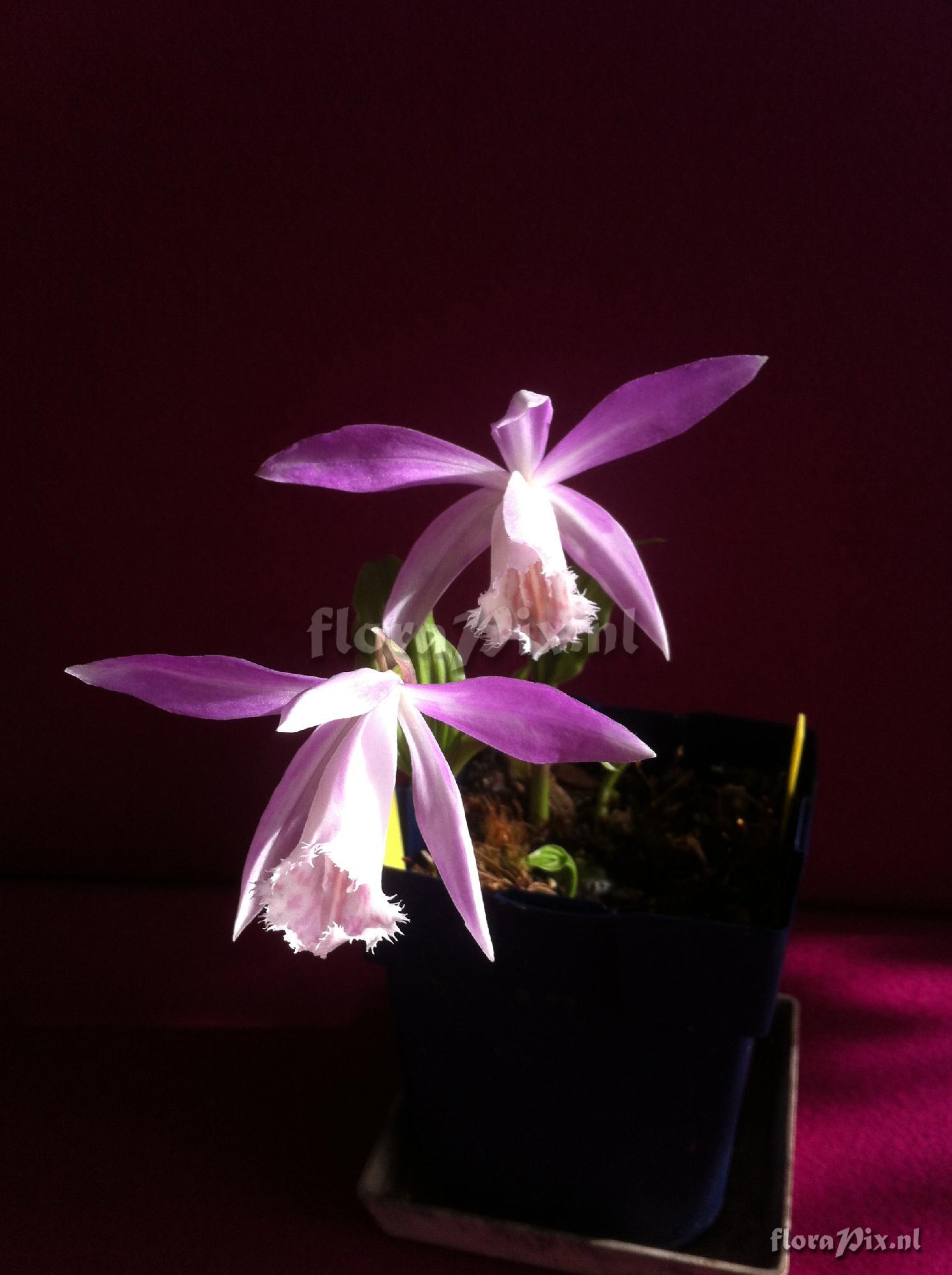 Pleione formosana