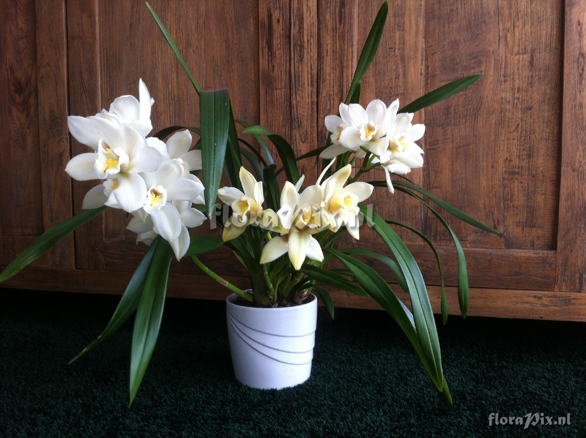 Cymbidium 