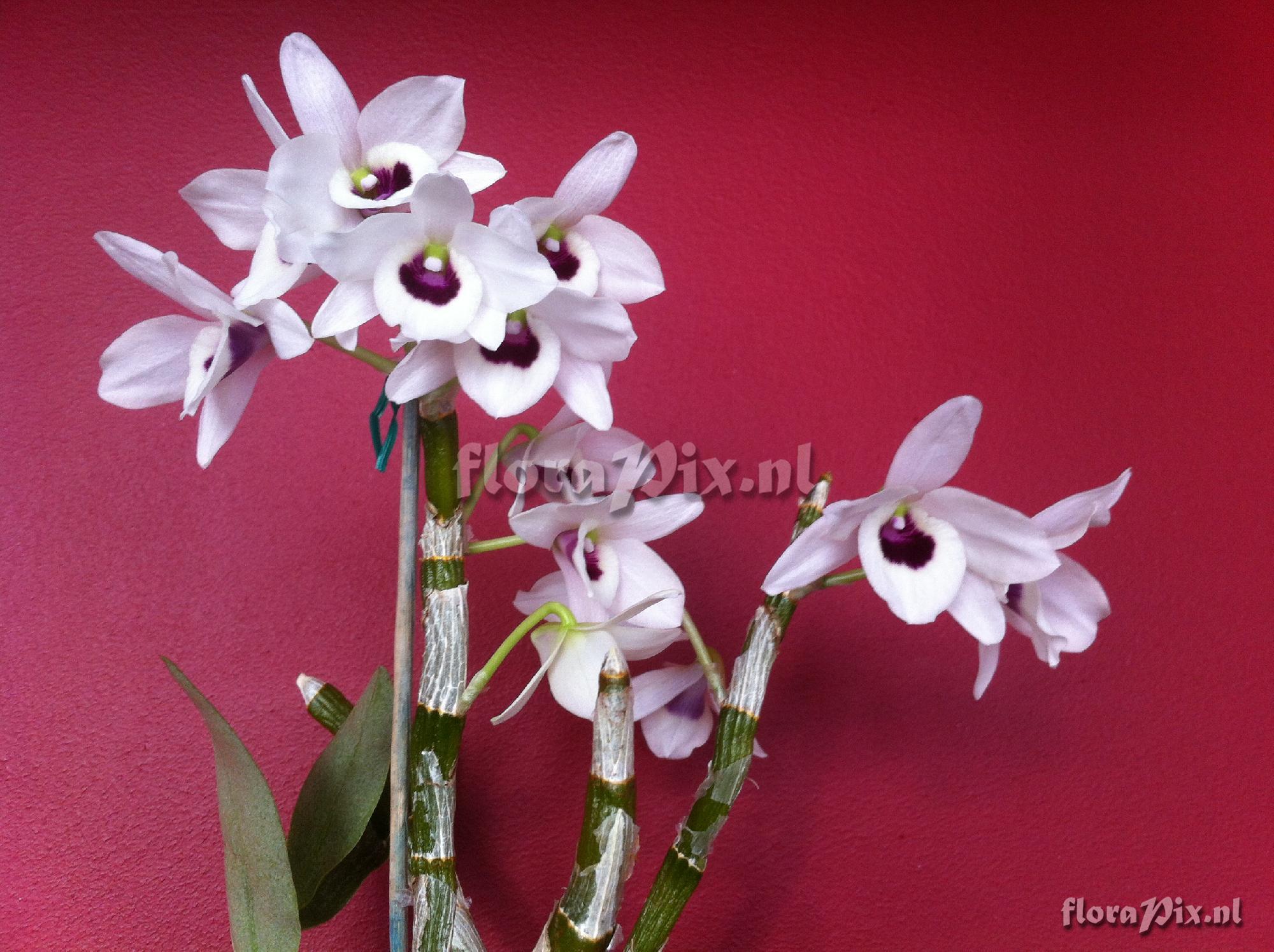 Dendrobium Comet King