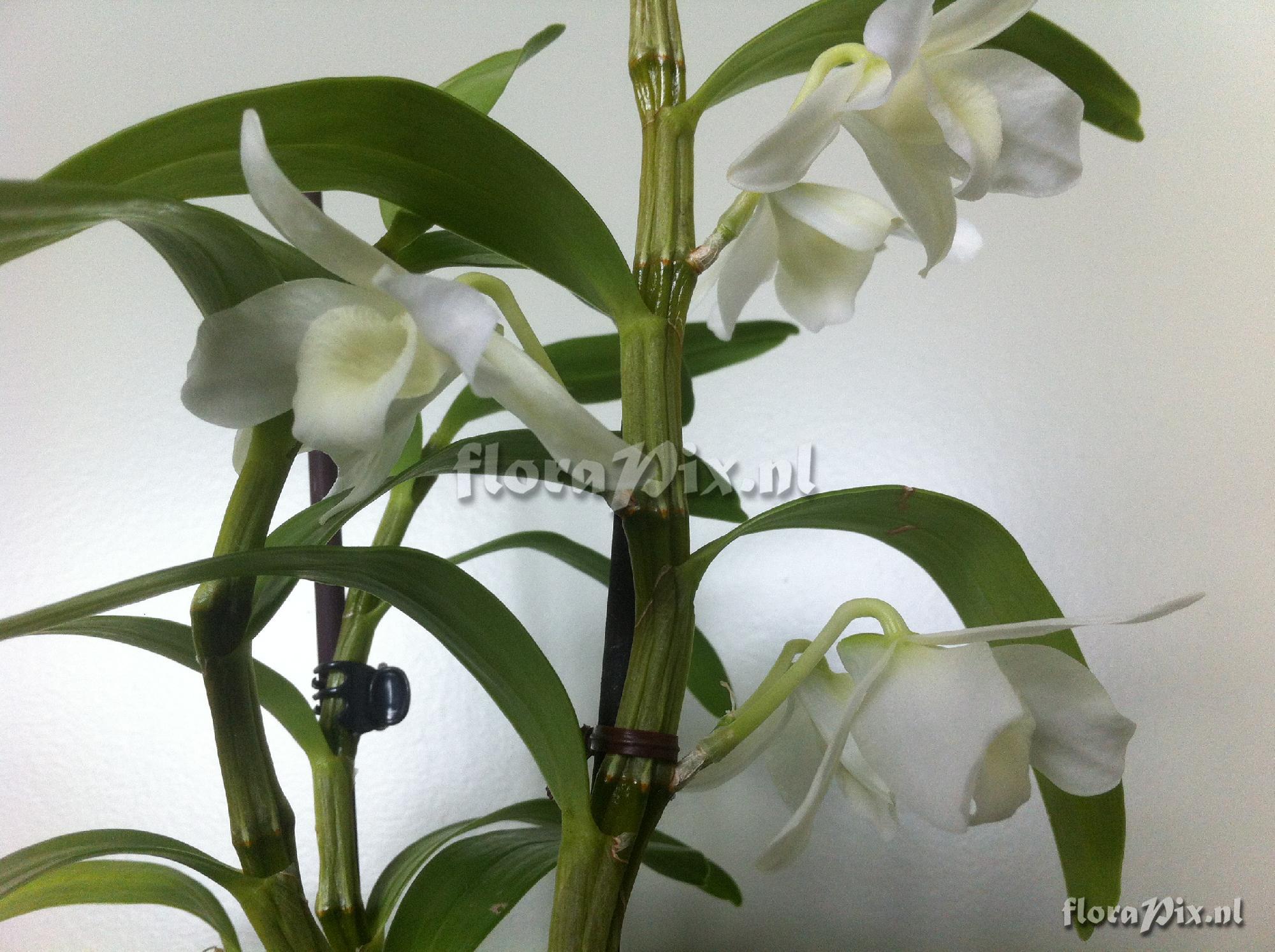 Dendrobium nobile var alba