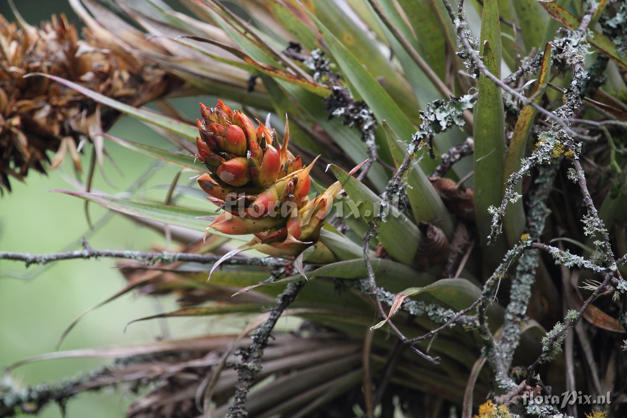 Tillandsia 