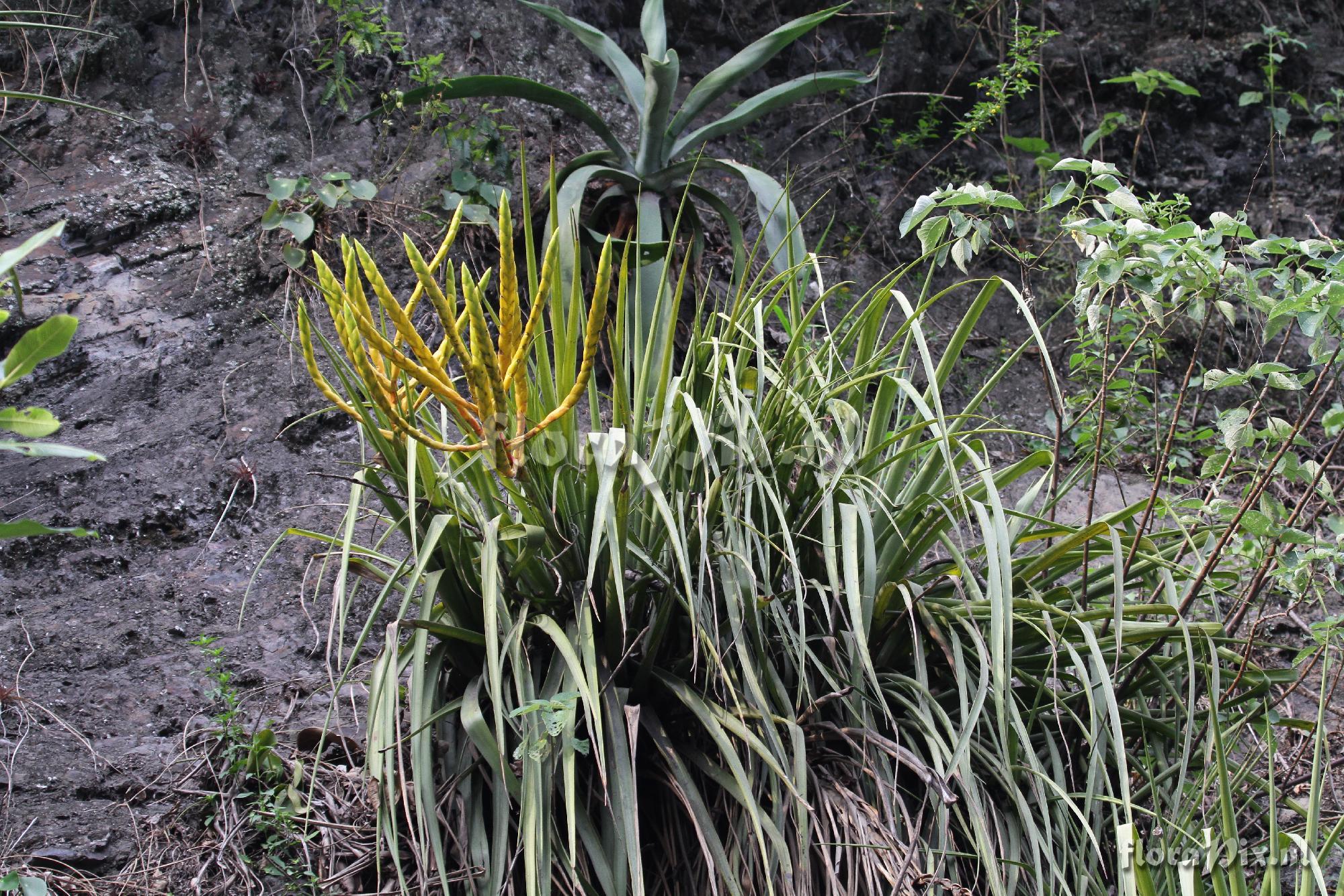 Tillandsia 