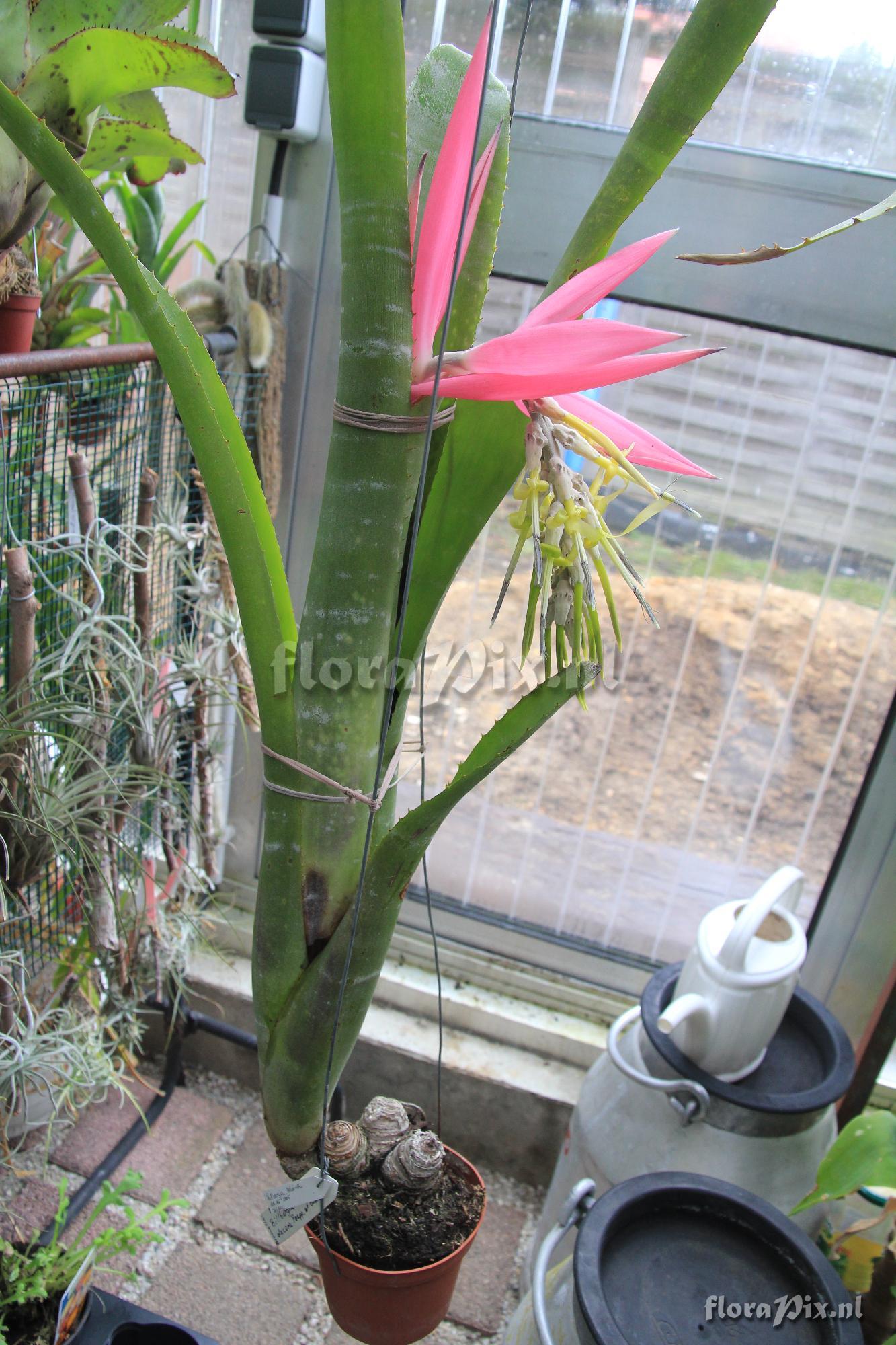 Billbergia zebrina