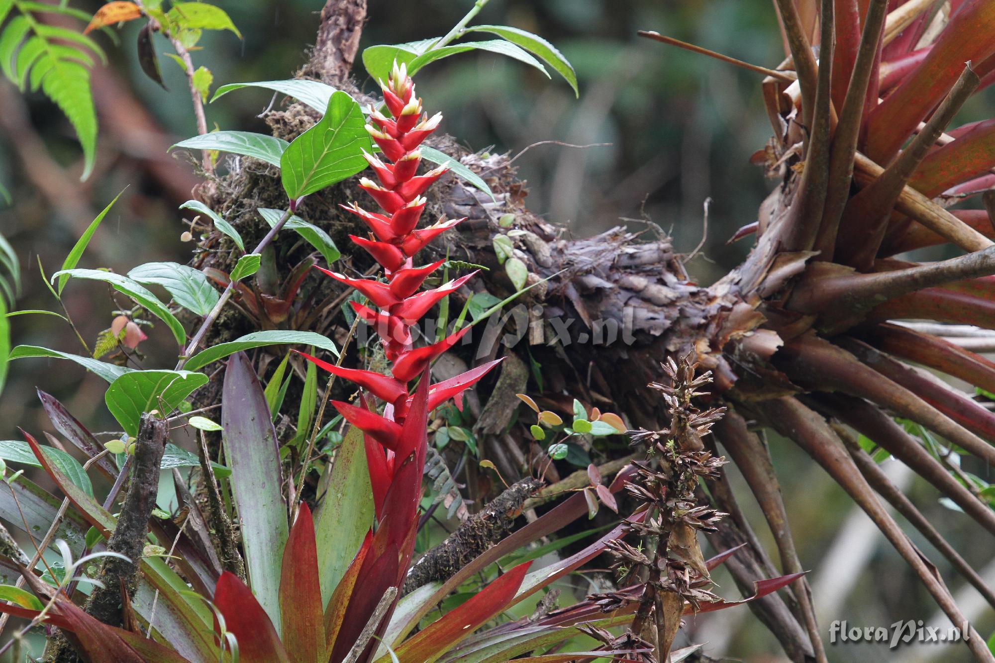 Tillandsia cf. schimperiana