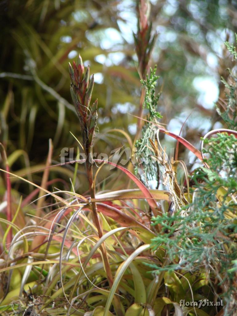 Tillandsia polystachia