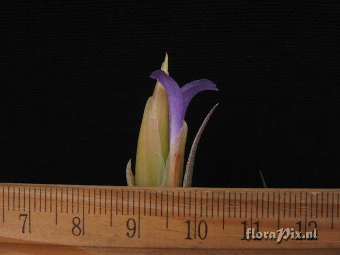 Tillandsia gerdae