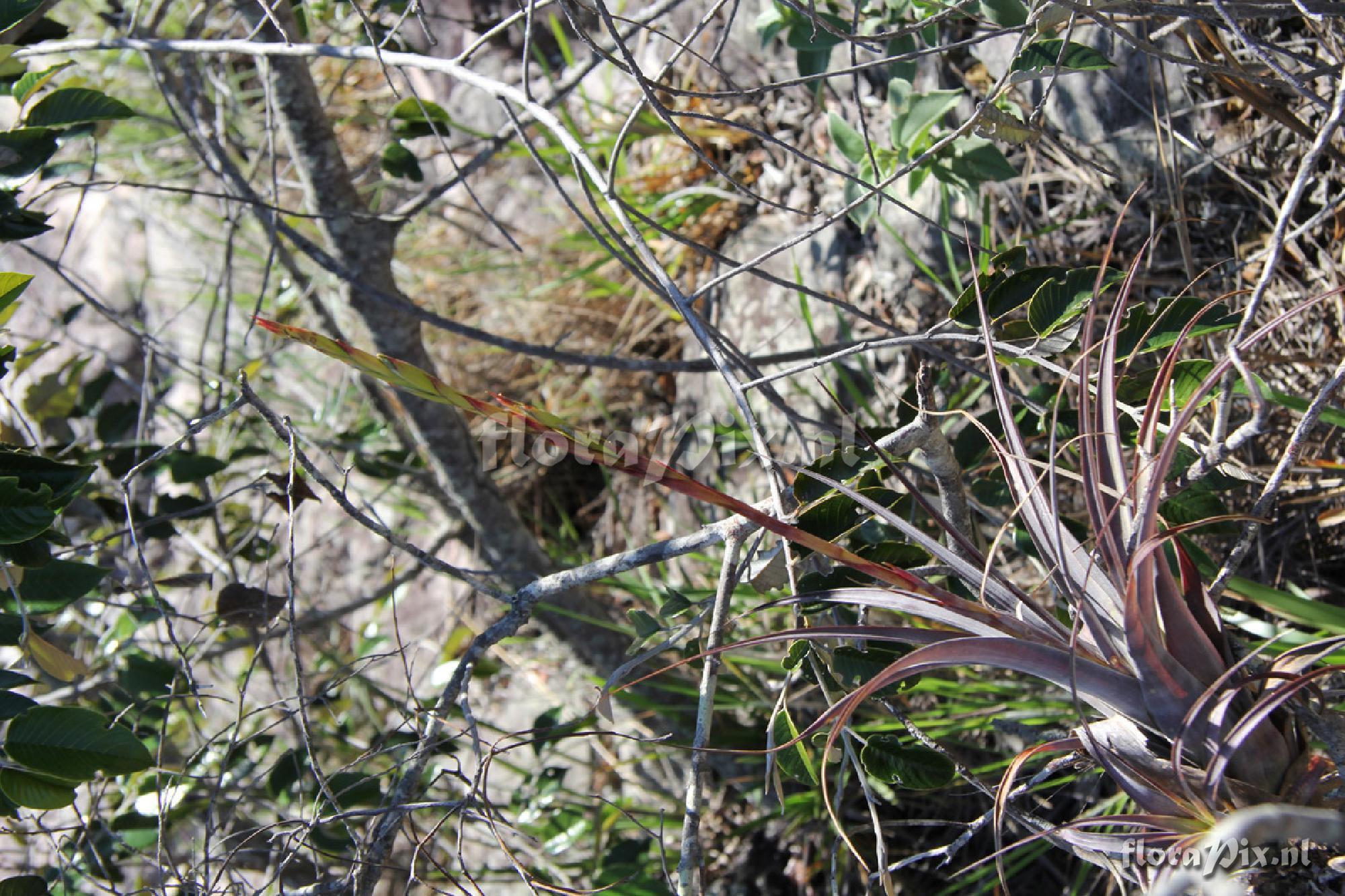 Tillandsia parvispica