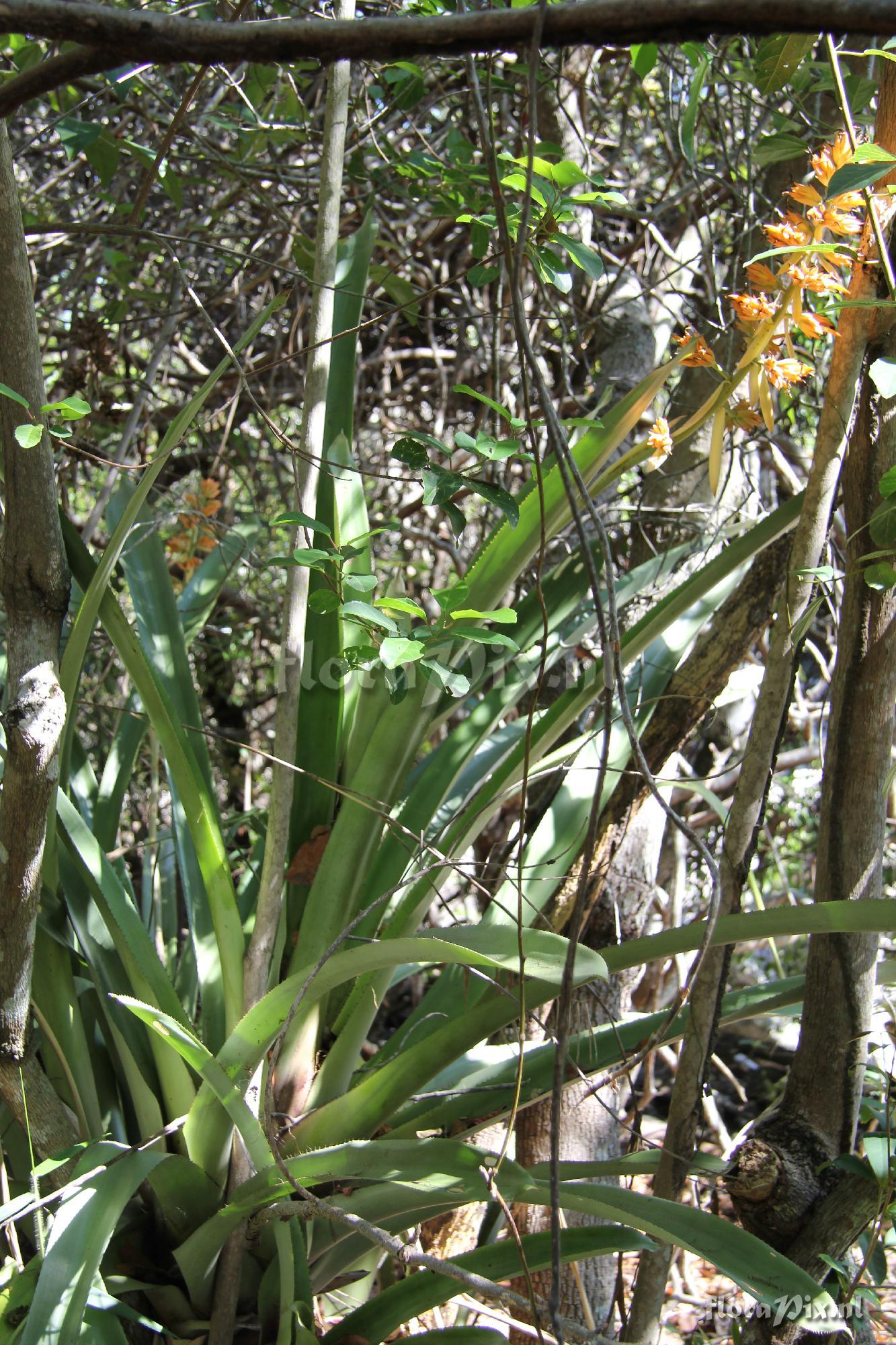 Aechmea aquilega