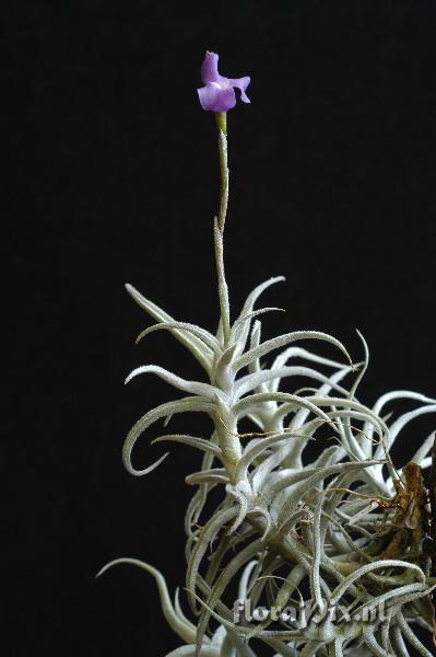 Tillandsia paleacea