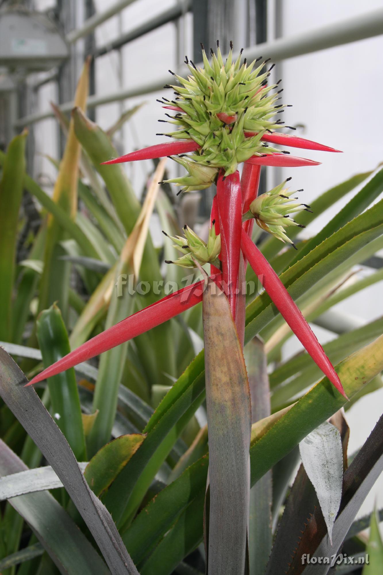 Aechmea aquilega