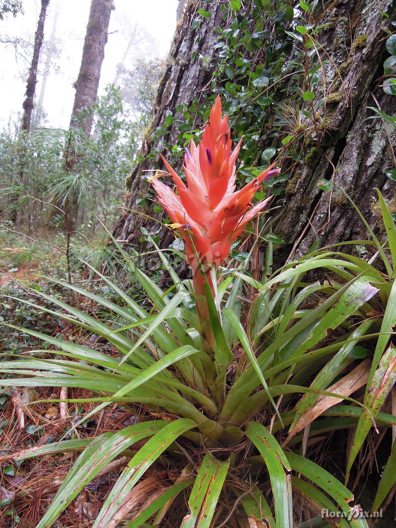 Tillandsia ponderosa