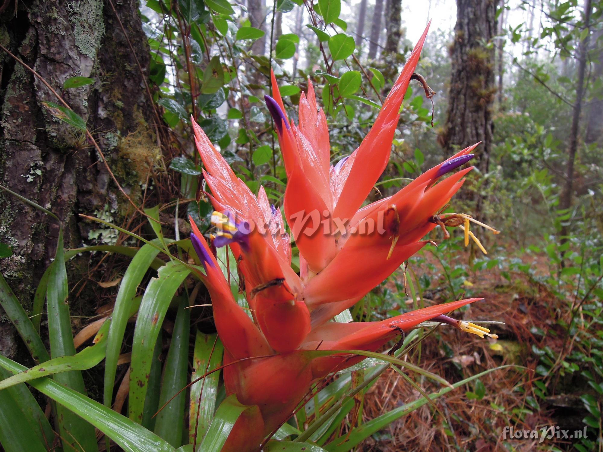 Tillandsia ponderosa