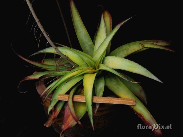 Hechtia glauca