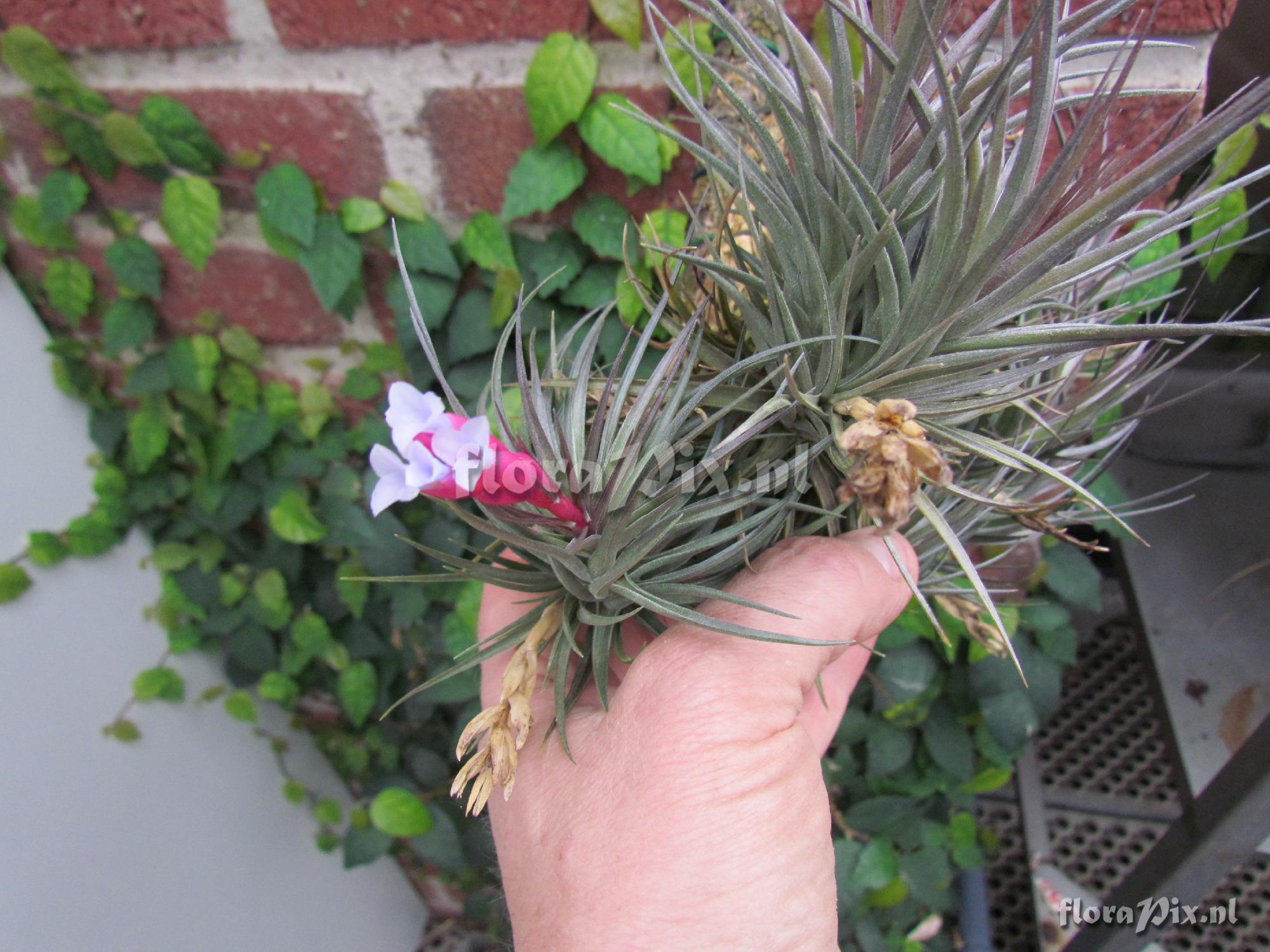 Tillandsia tenuifolia