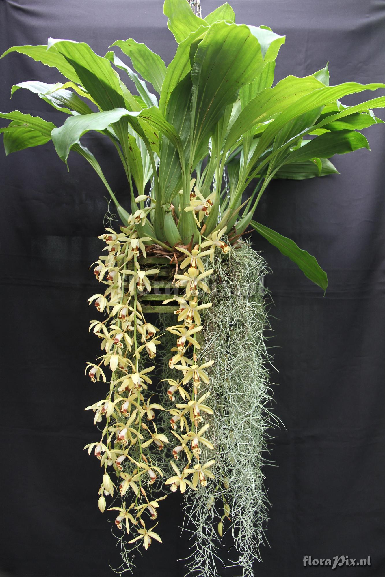 Coelogyne massangeana