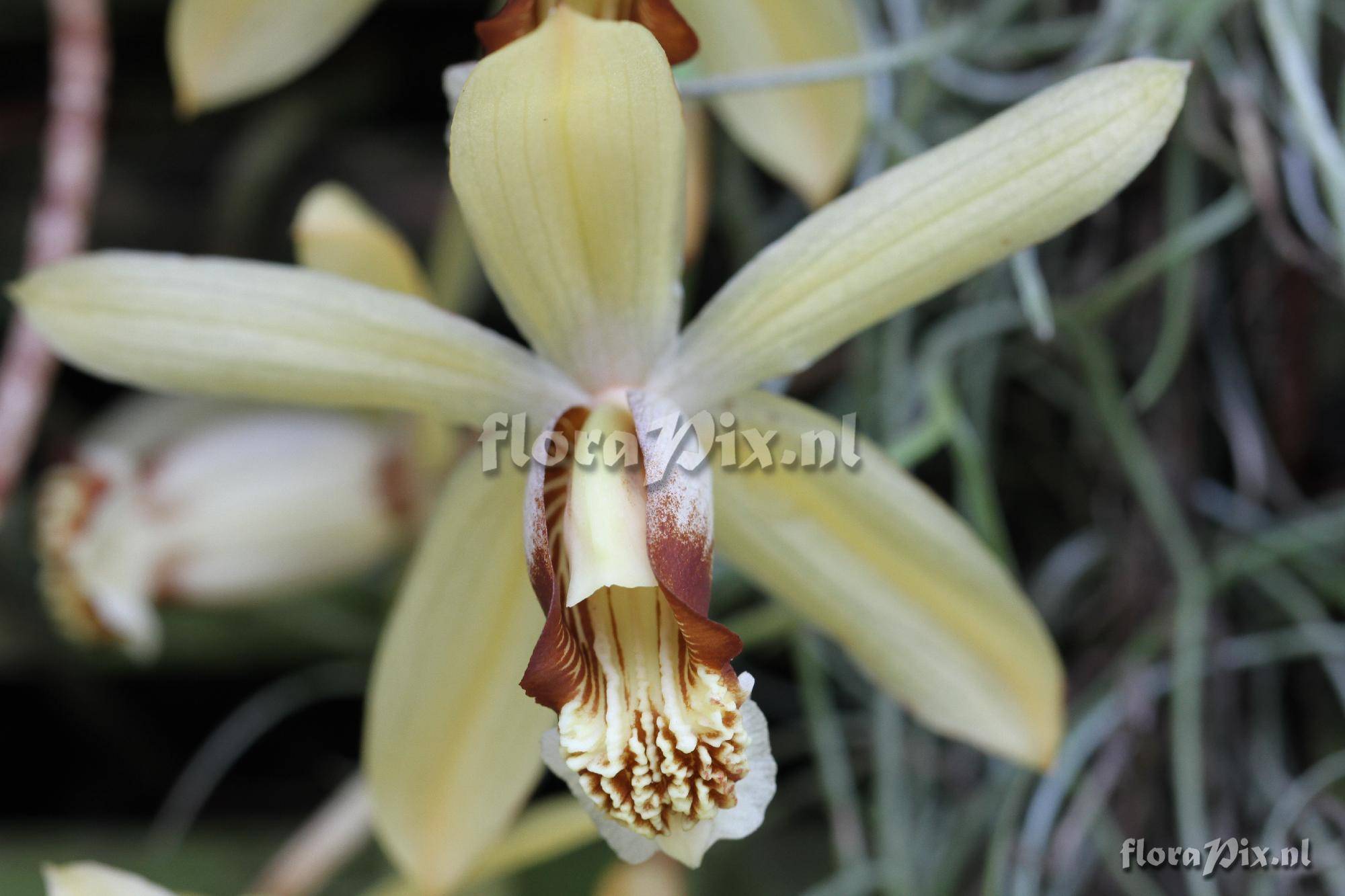 Coelogyne massangeana