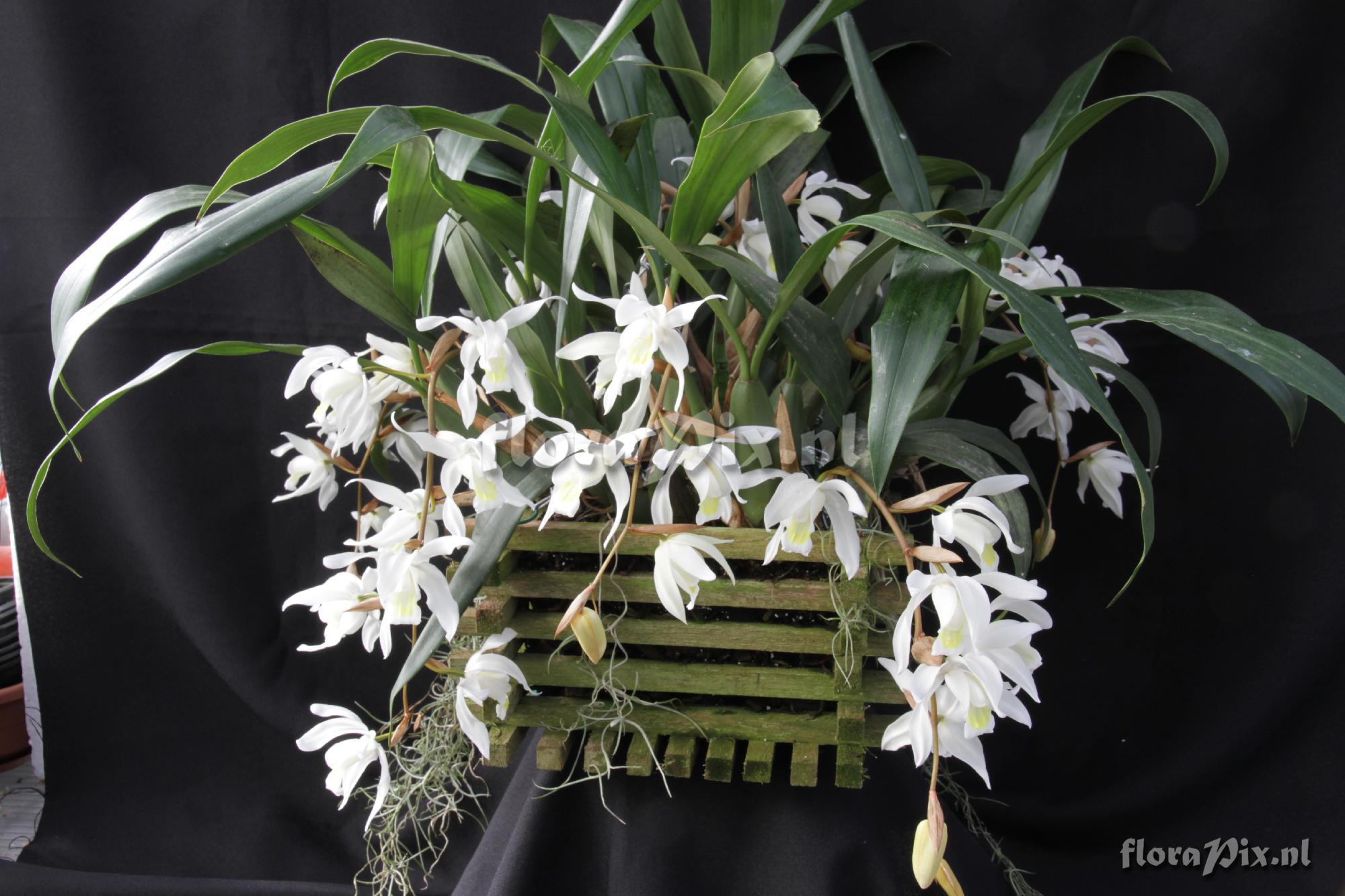 Coelogyne Intermedia