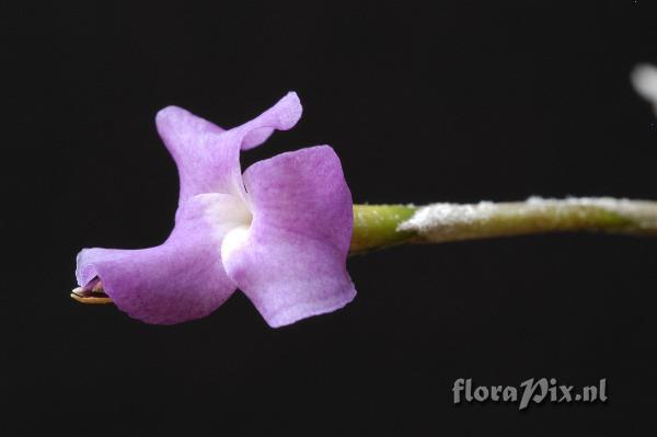 Tillandsia paleacea