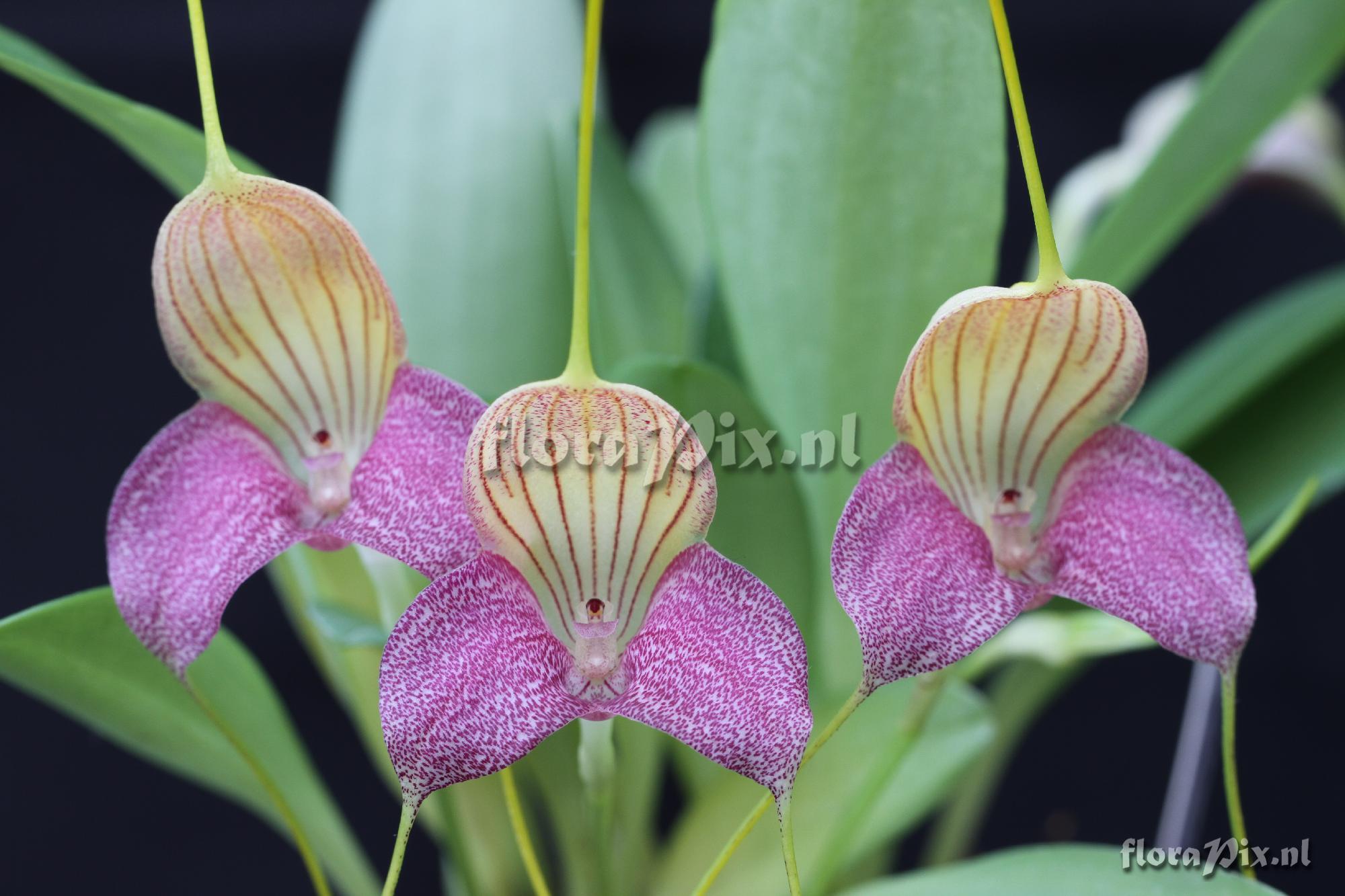 Masdevallia caudata