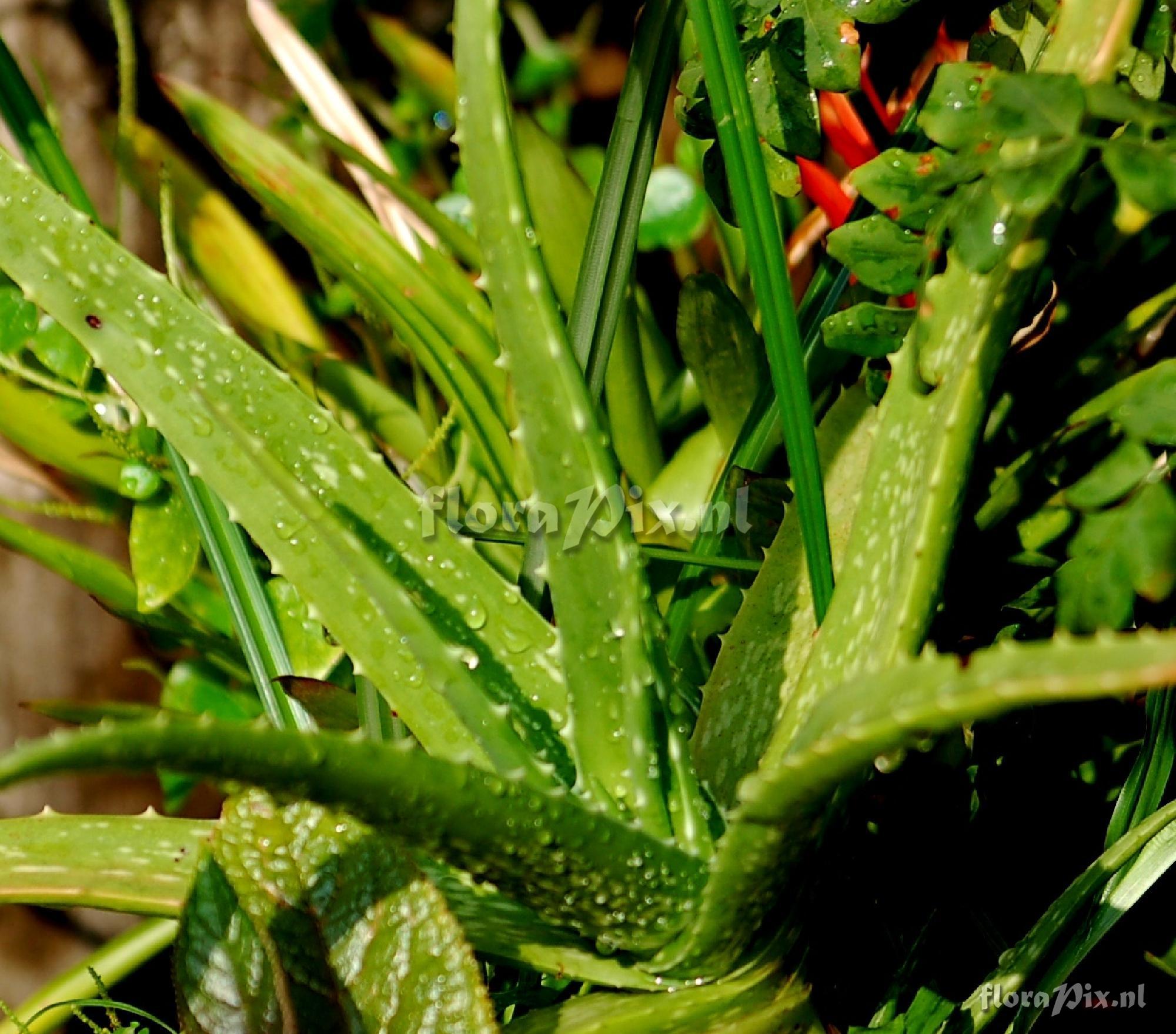 Aloe sp. Liliaceae