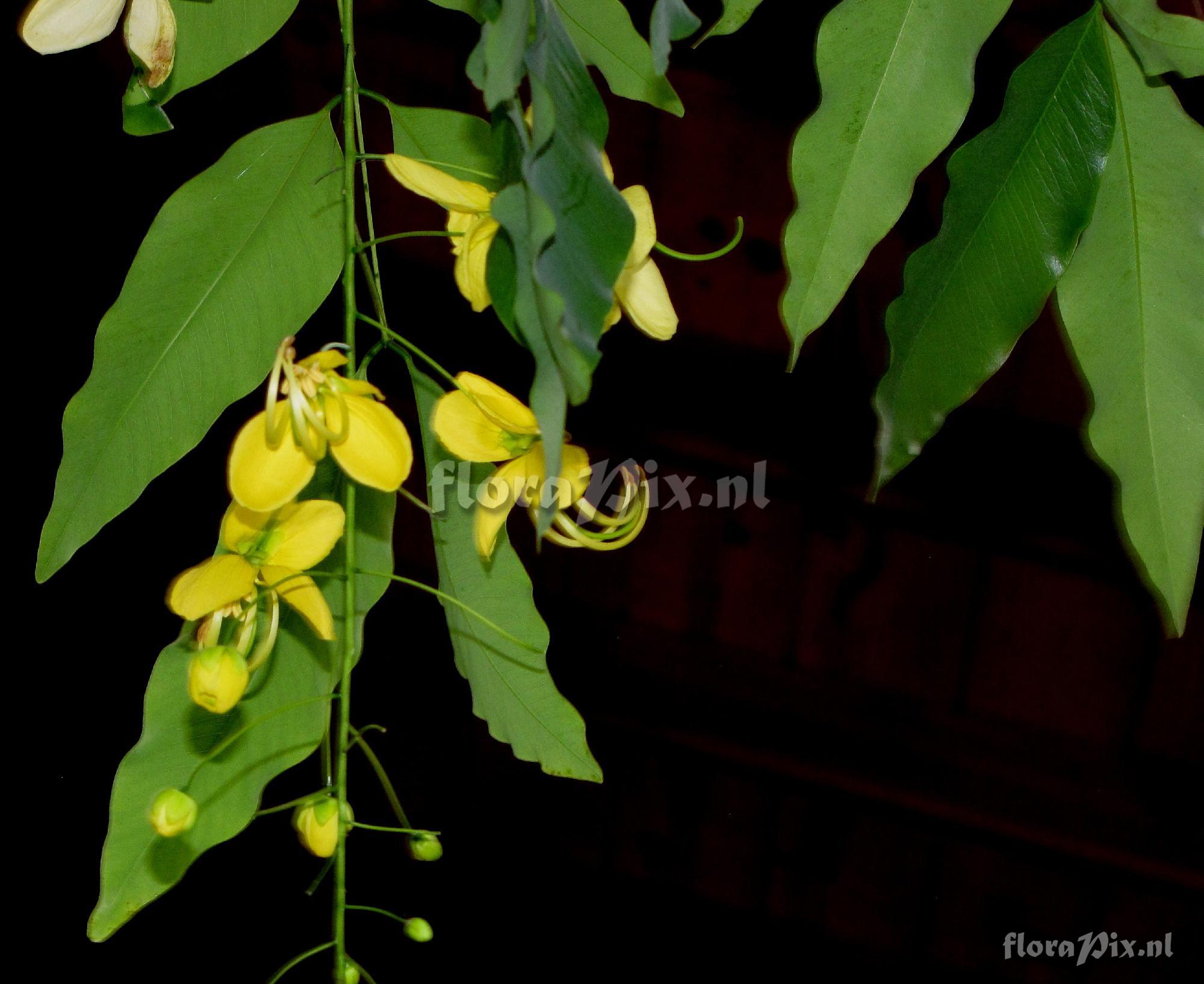 Cassia fistula