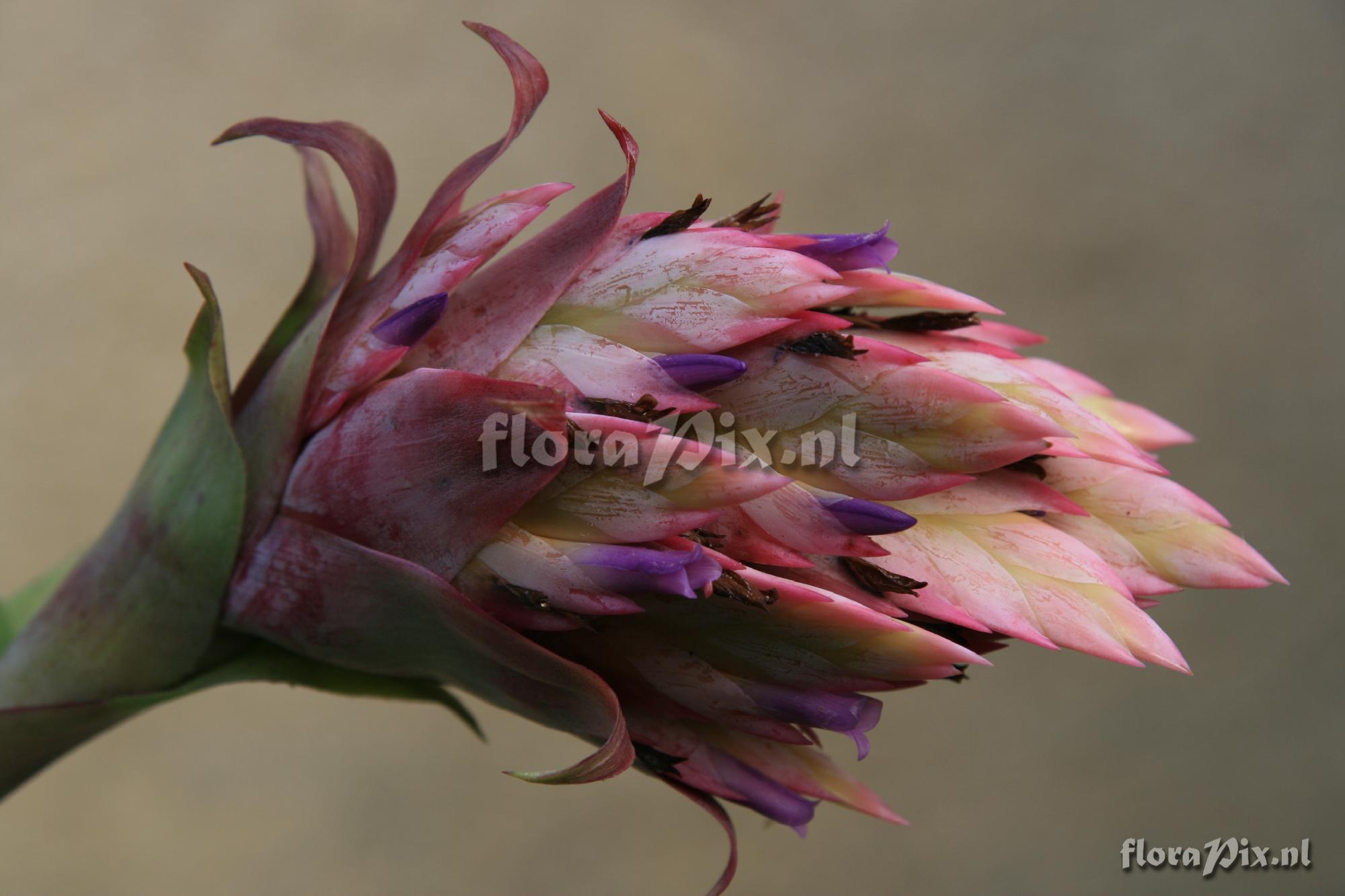 Tillandsia rudolfii