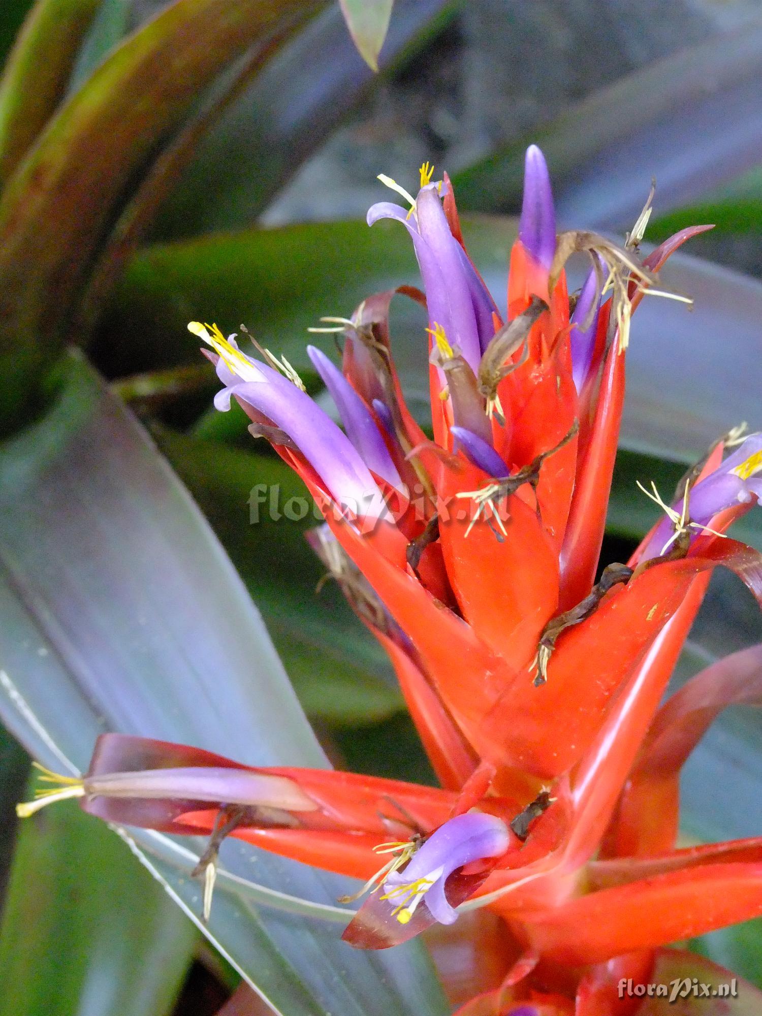 Tillandsia yunckeri