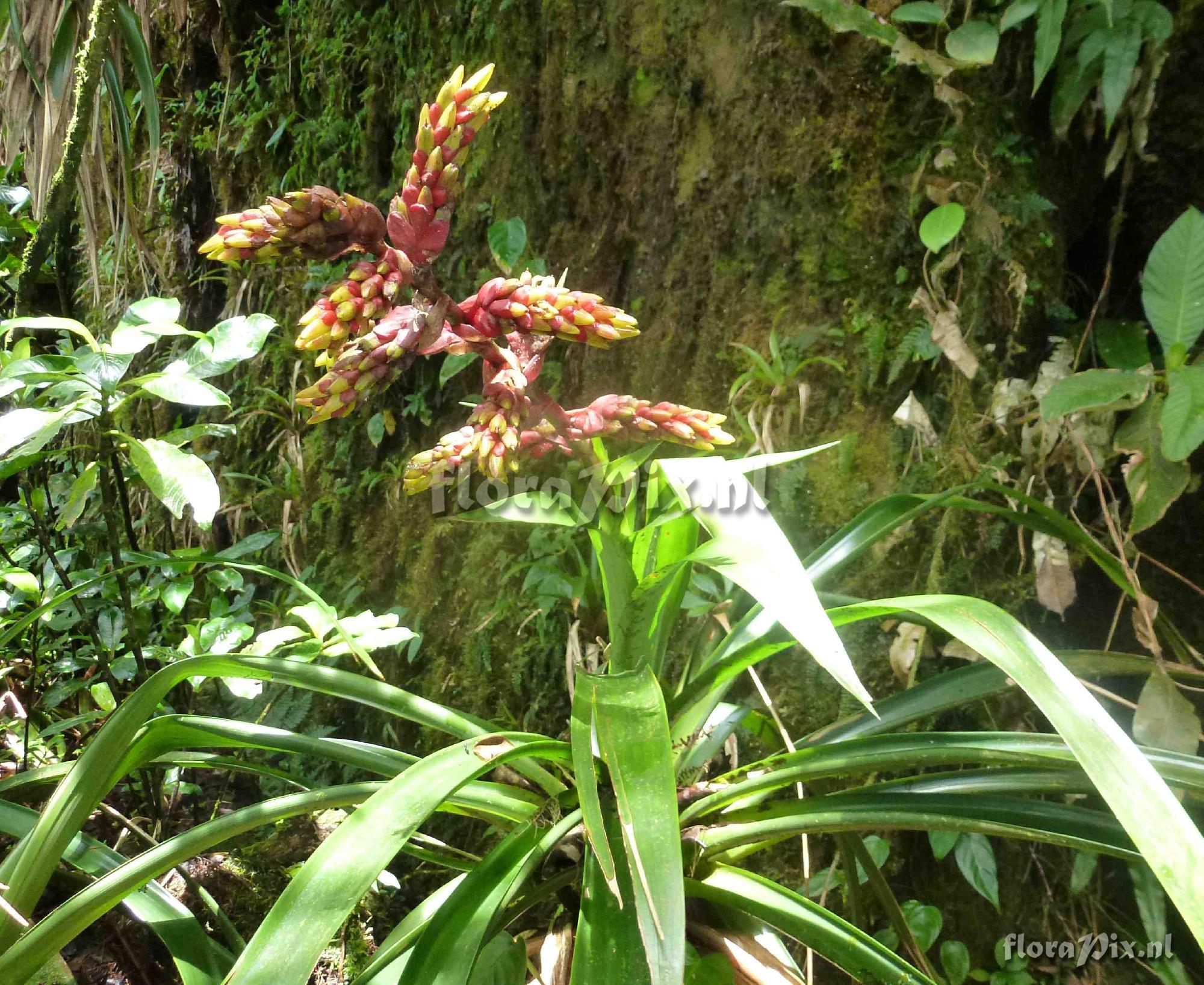 Guzmania darienensis