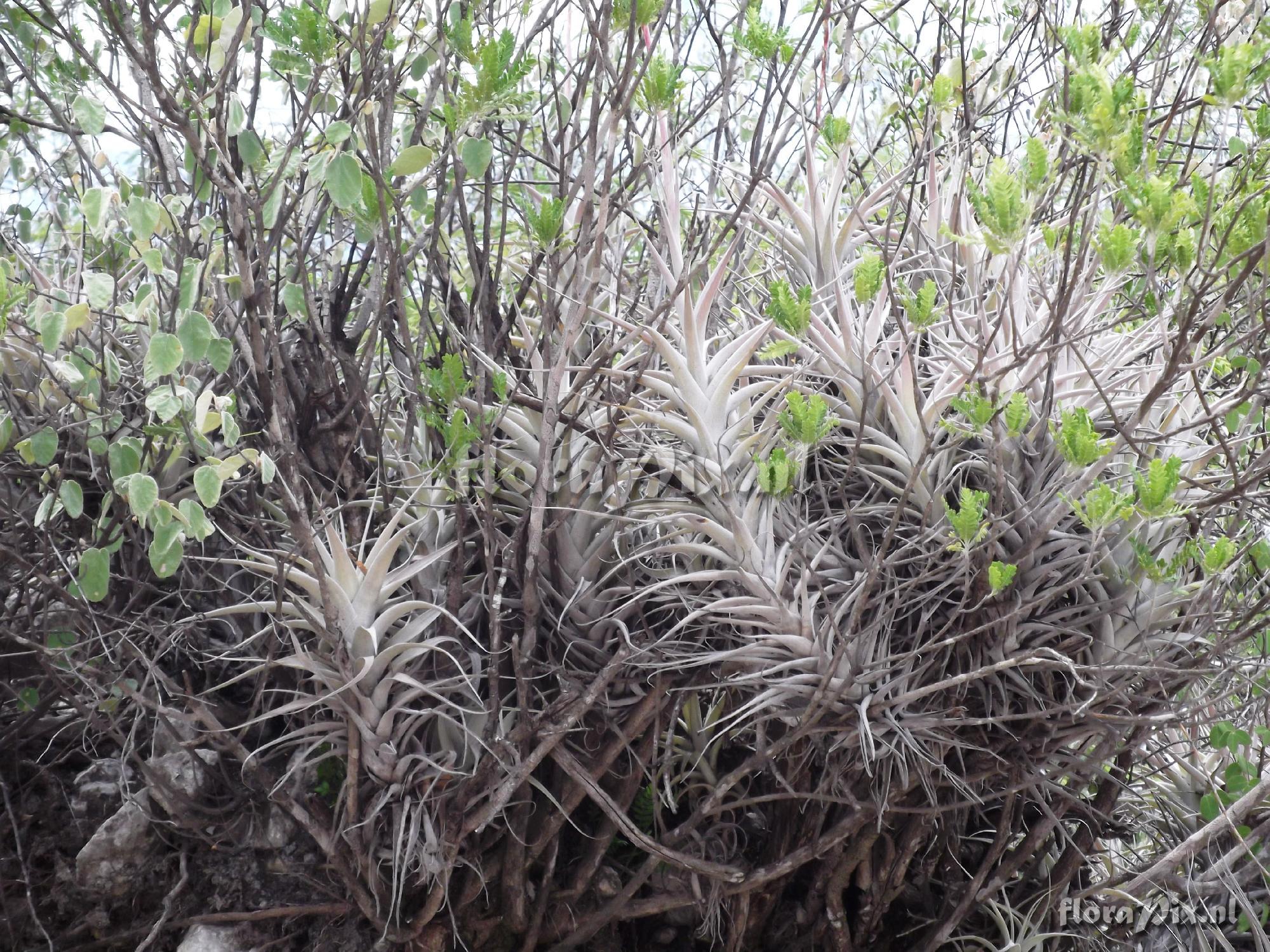 Tillandsia albida