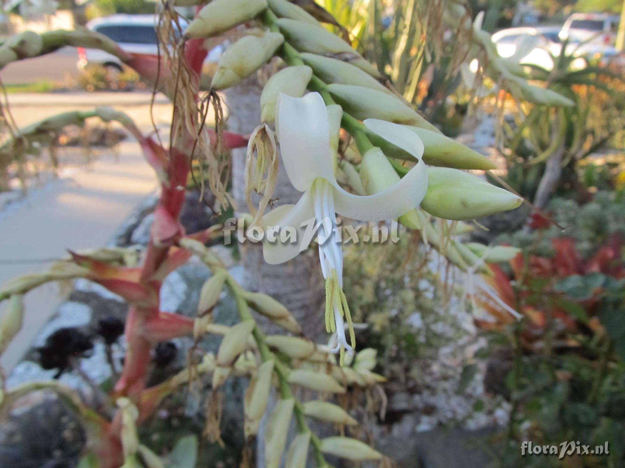 Alcantarea glaziouana