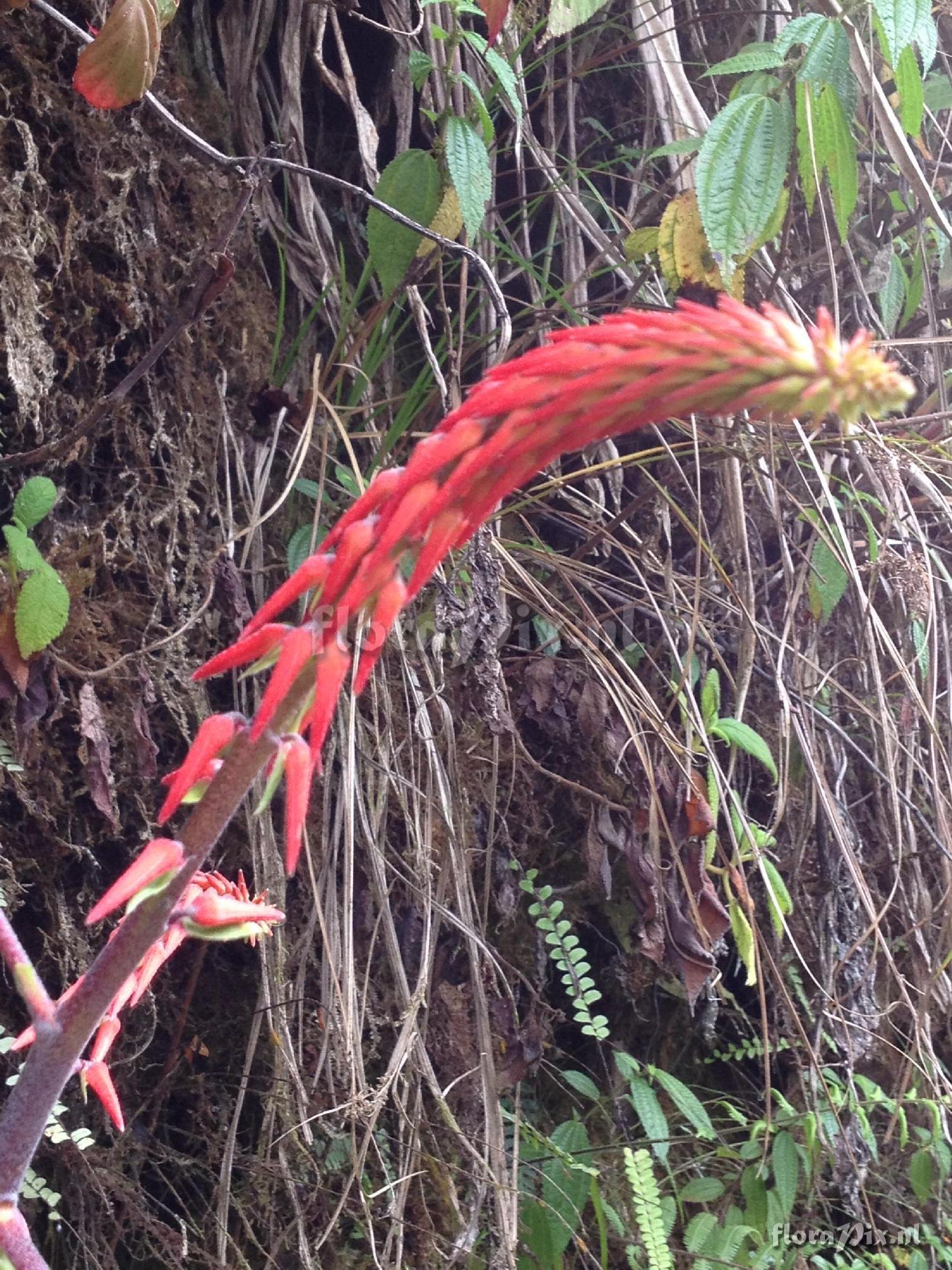 Pitcairnia ?