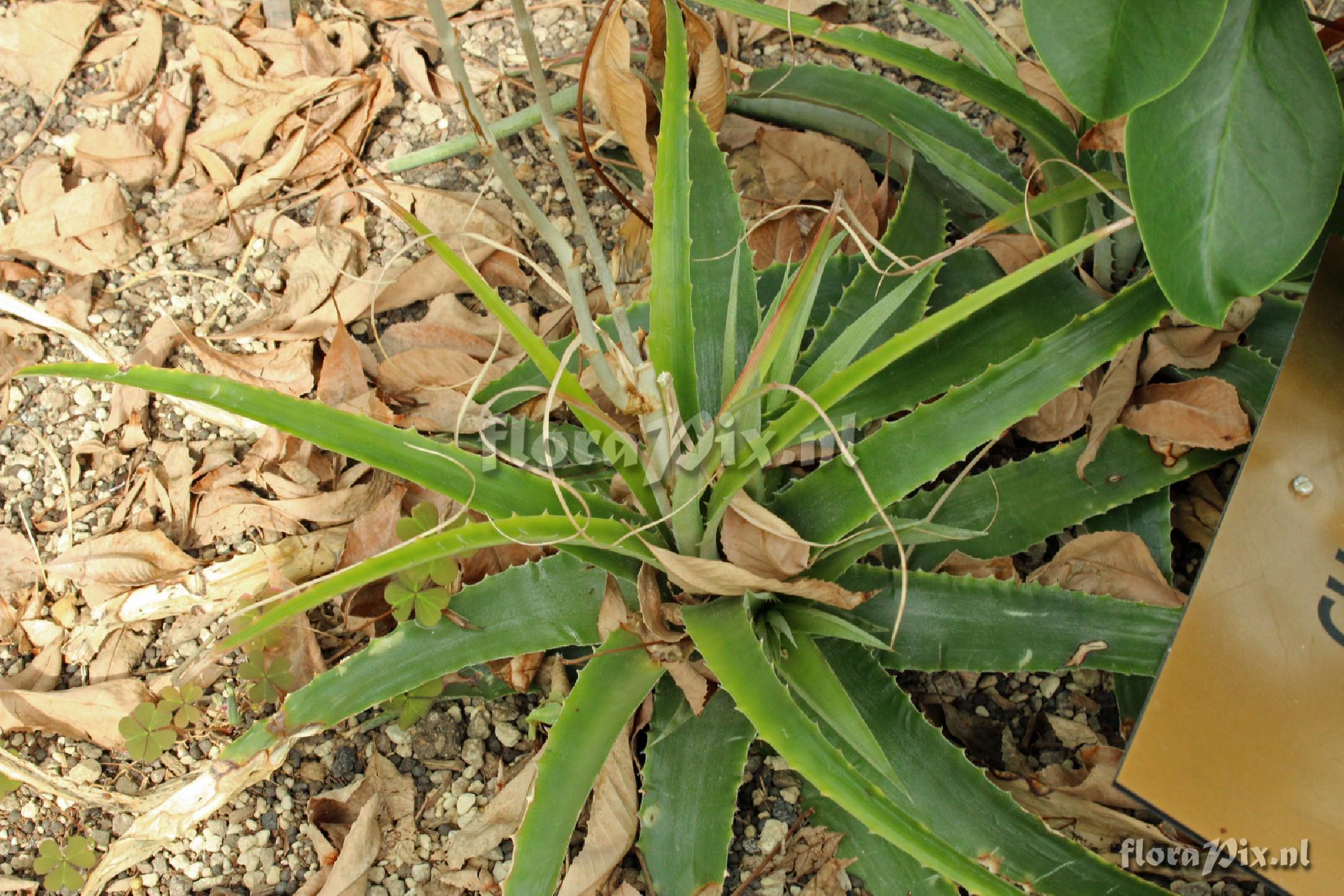 Deuterocohnia meziana