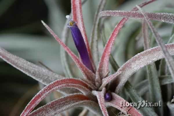 Tillandsia praschekii