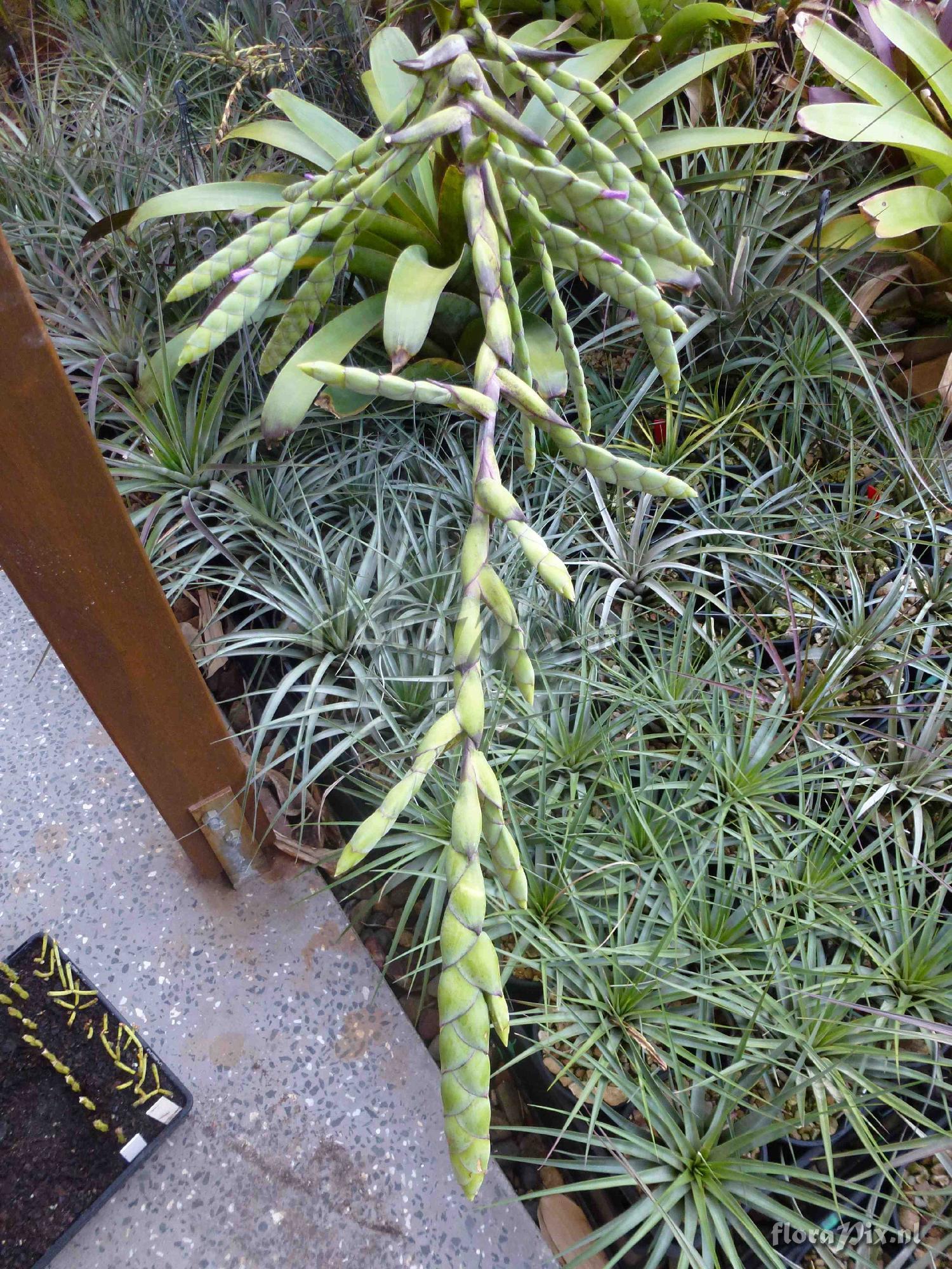 Tillandsia sp. ?