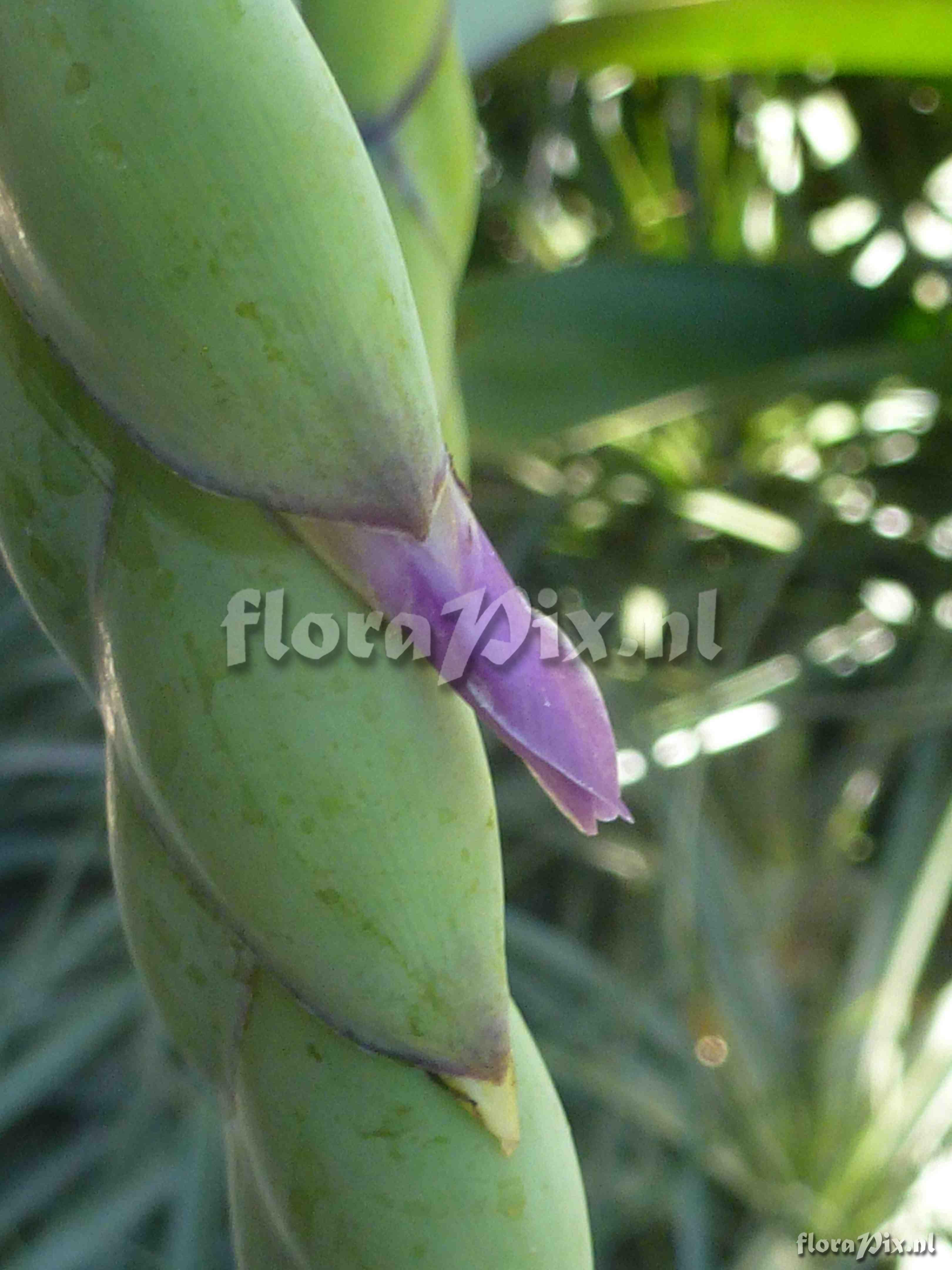 Tillandsia sp