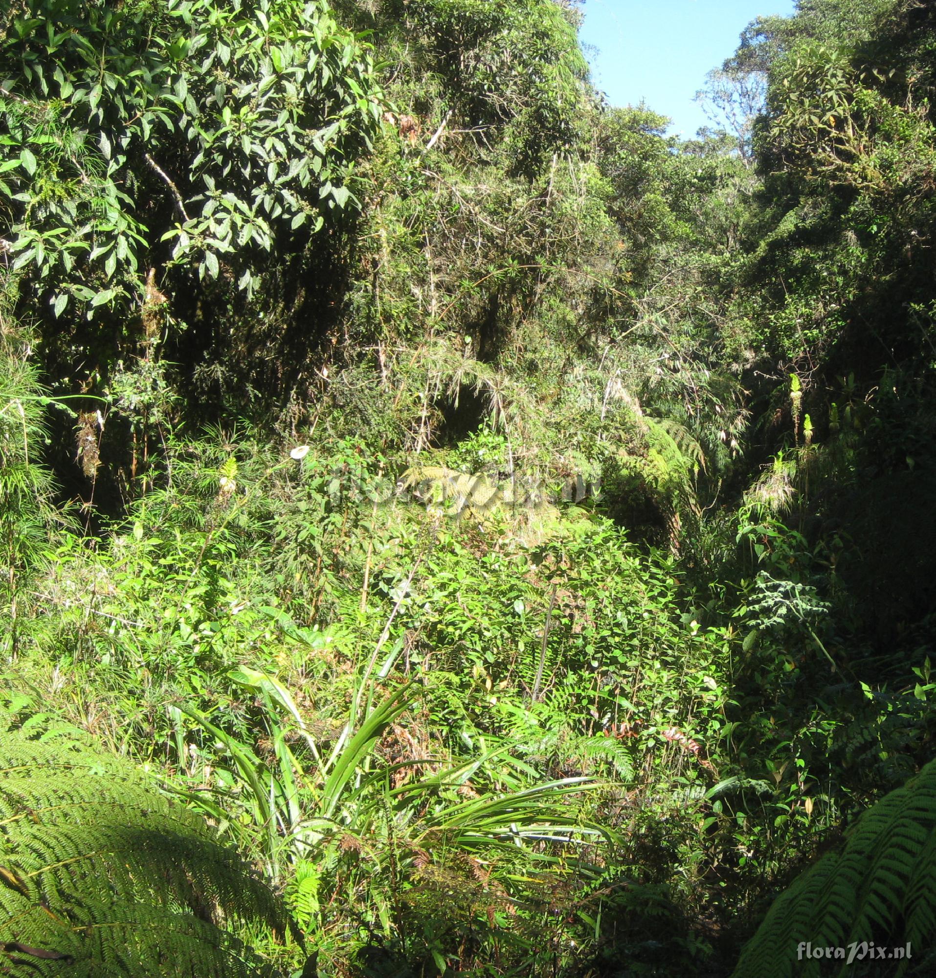 Pitcairnia trianae