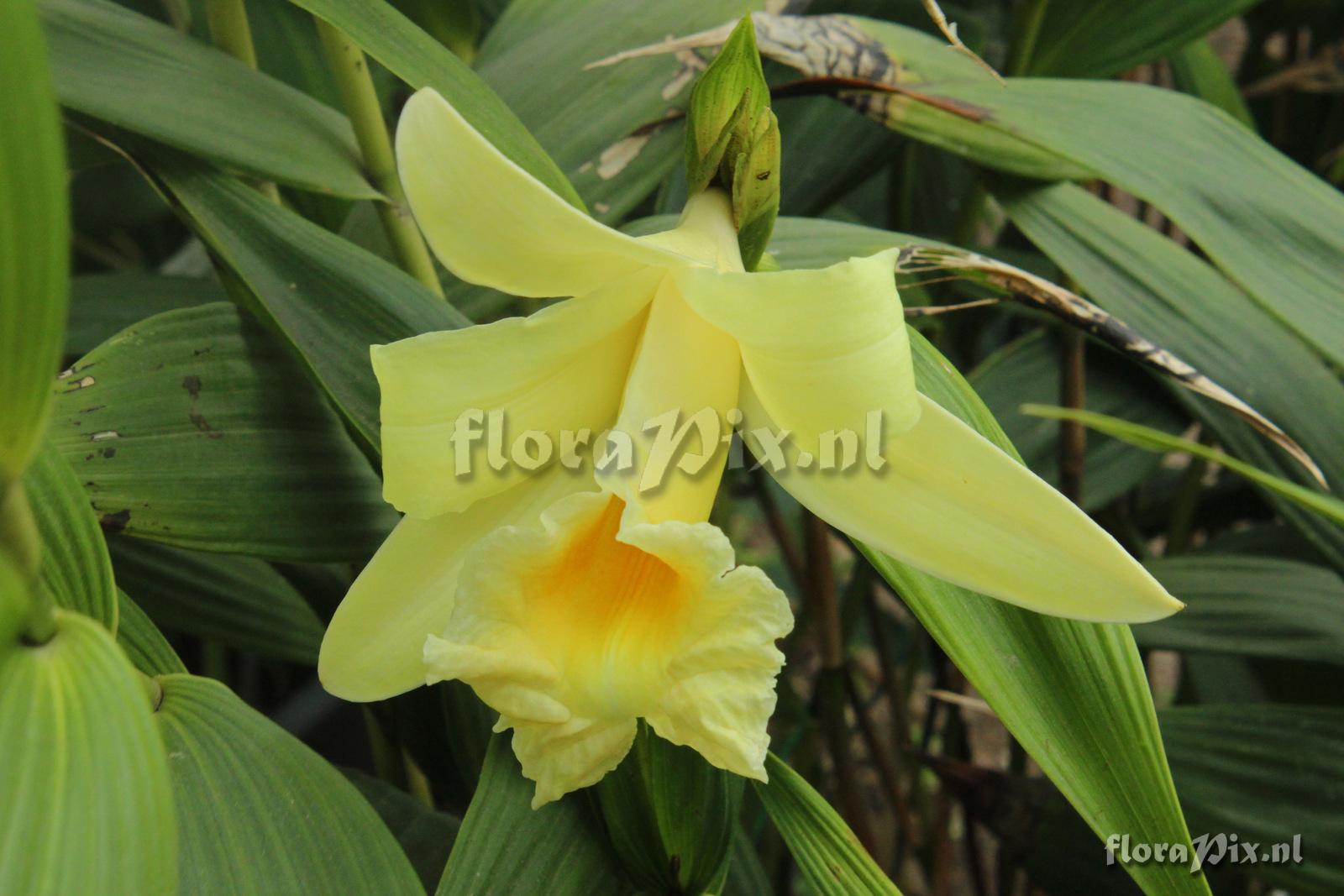 Sobralia xantholeuca