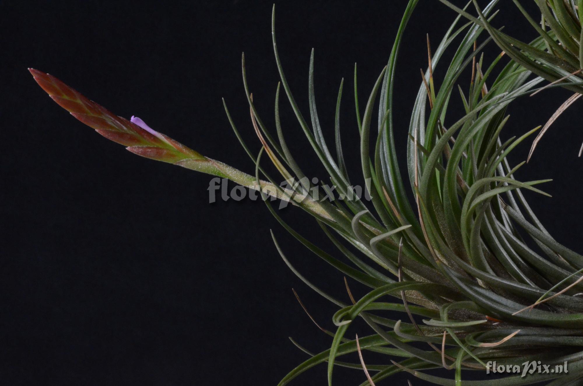 Tillandsia dura