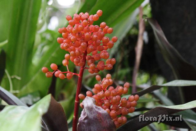 Aechmea miniata