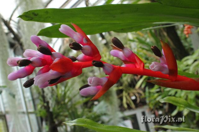 Aechmea weilbachii